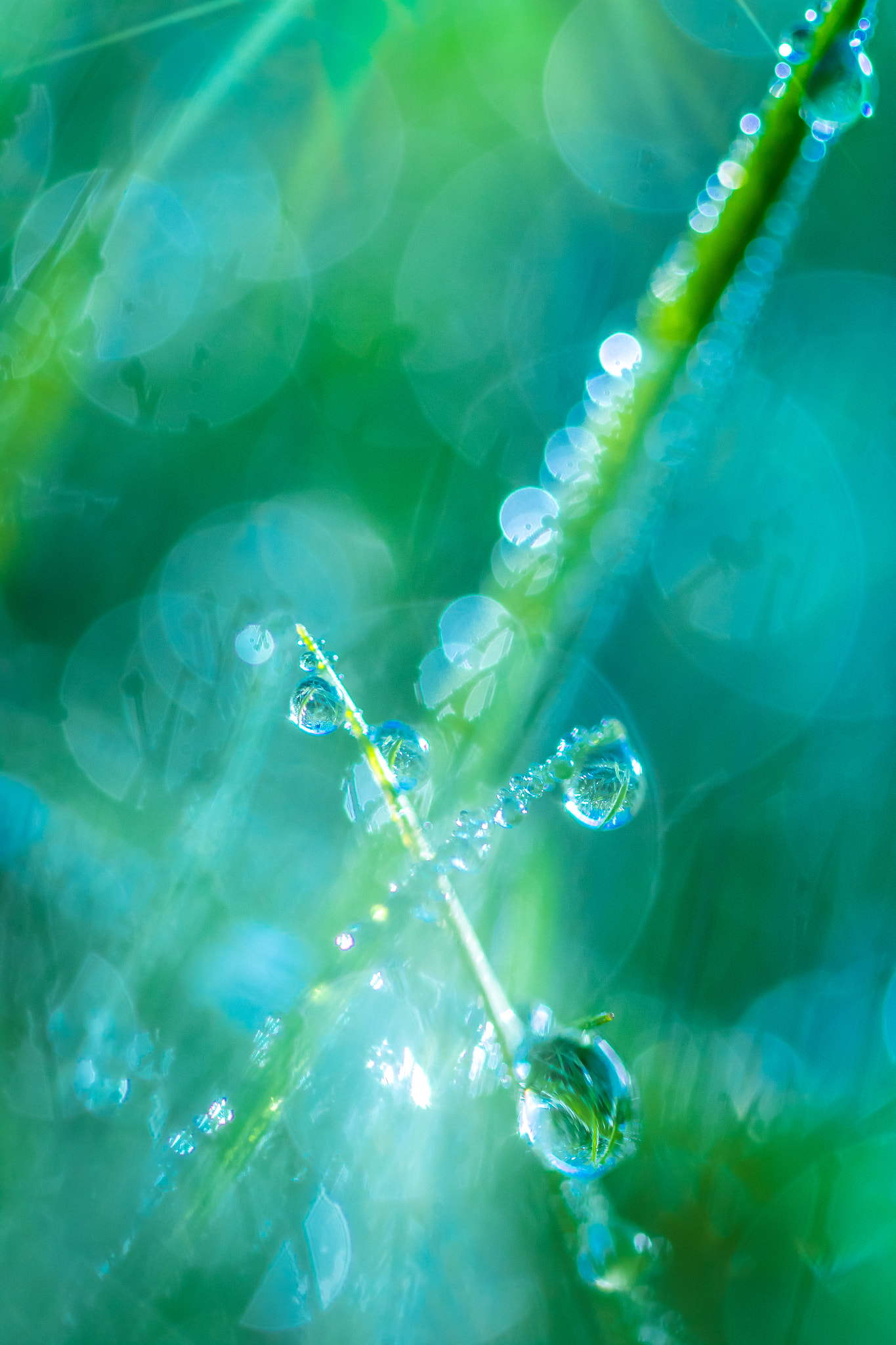 Sigma 105mm F2.8 EX DG OS HSM sample photo. Blue summer photography