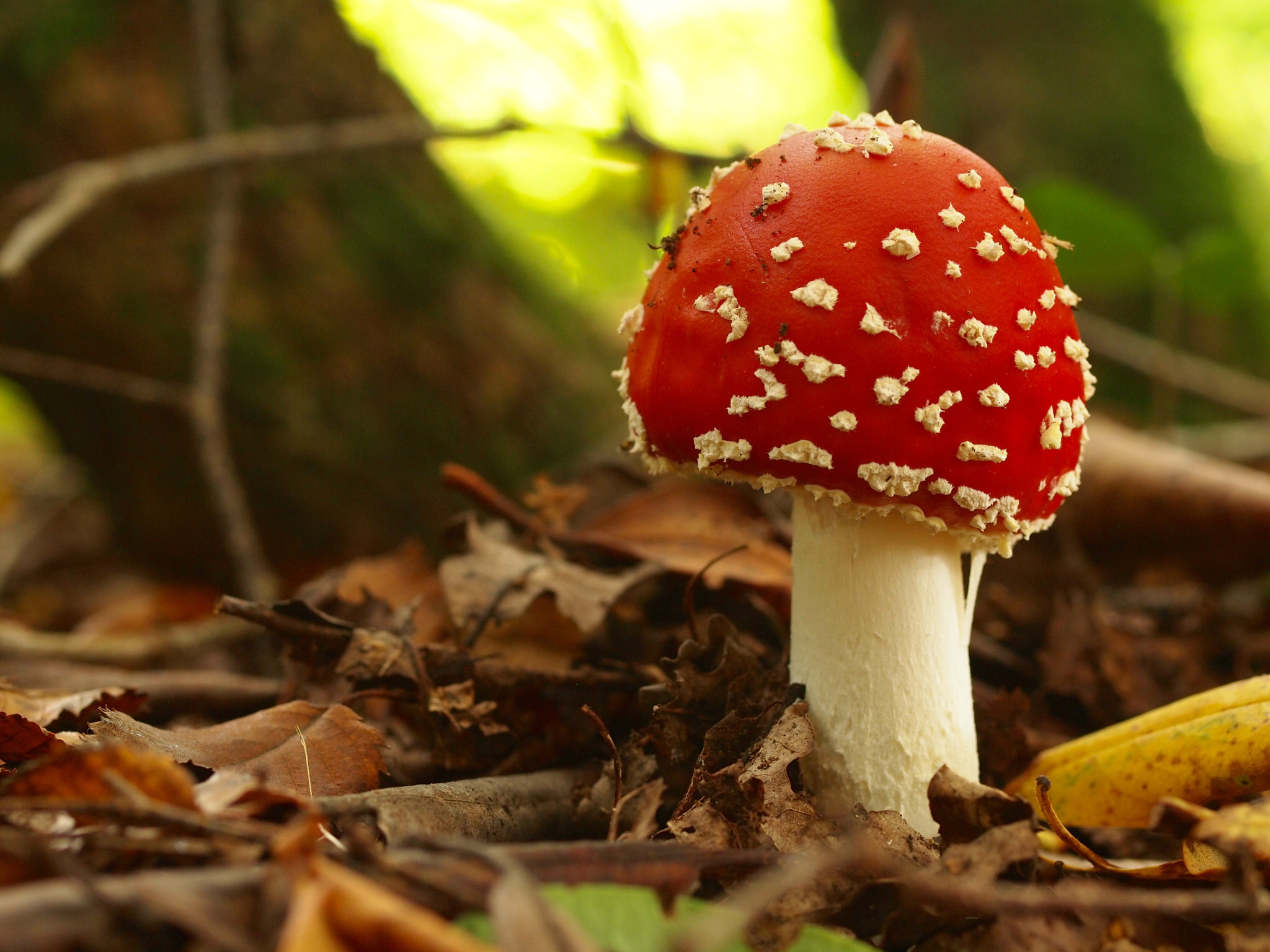 Olympus Zuiko Digital ED 50mm F2.0 Macro sample photo. Fly alagaric photography