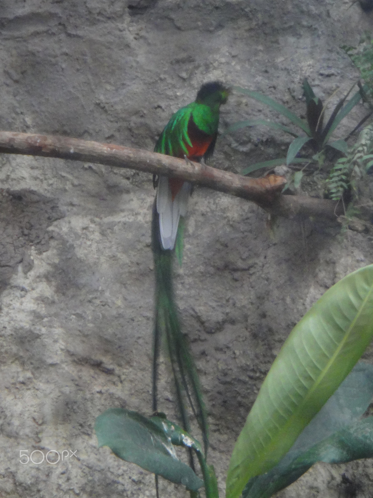 Sony Cyber-shot DSC-TX5 sample photo. Male quetzal photography