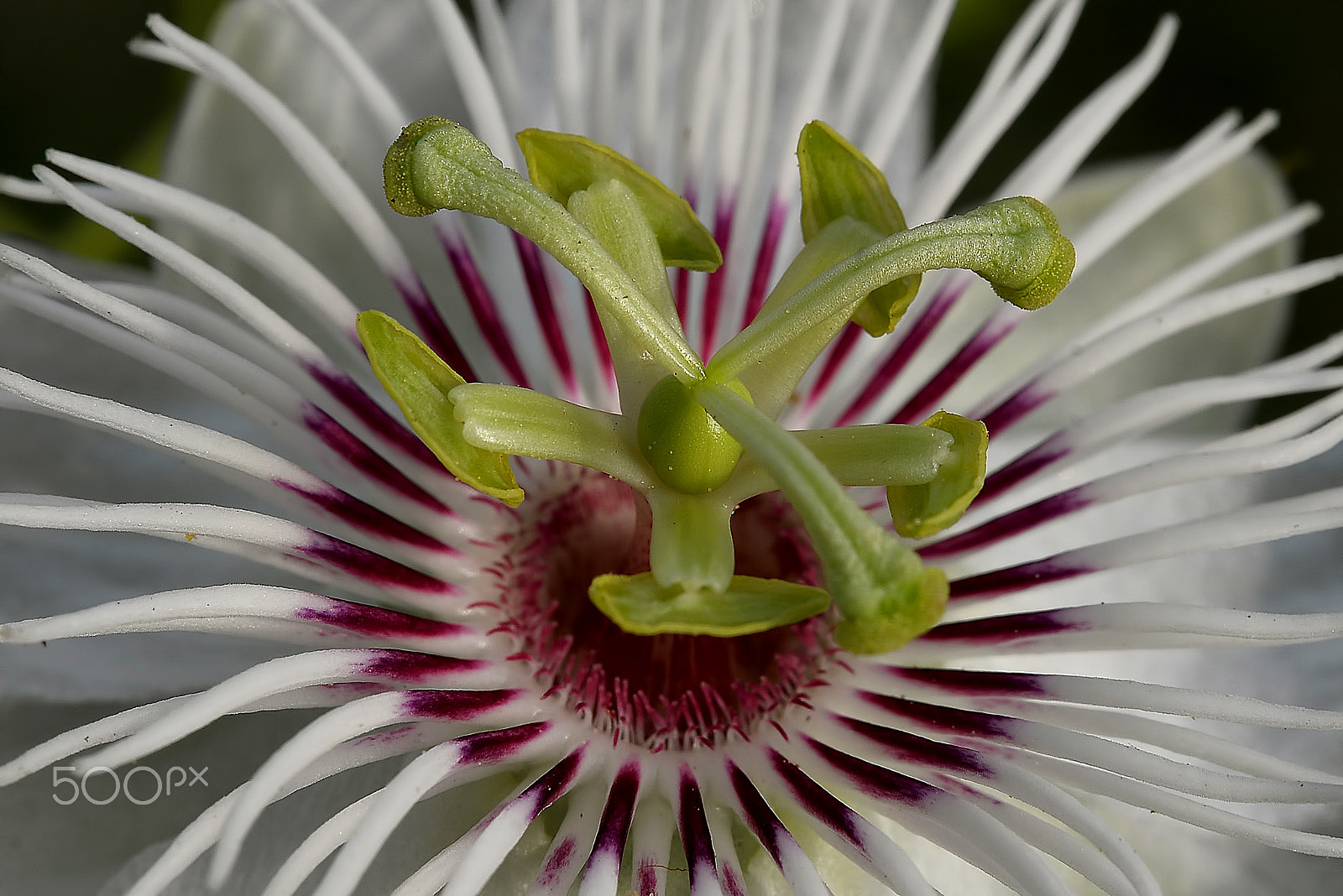 Nikon D610 sample photo. Passion fruit flower.... photography