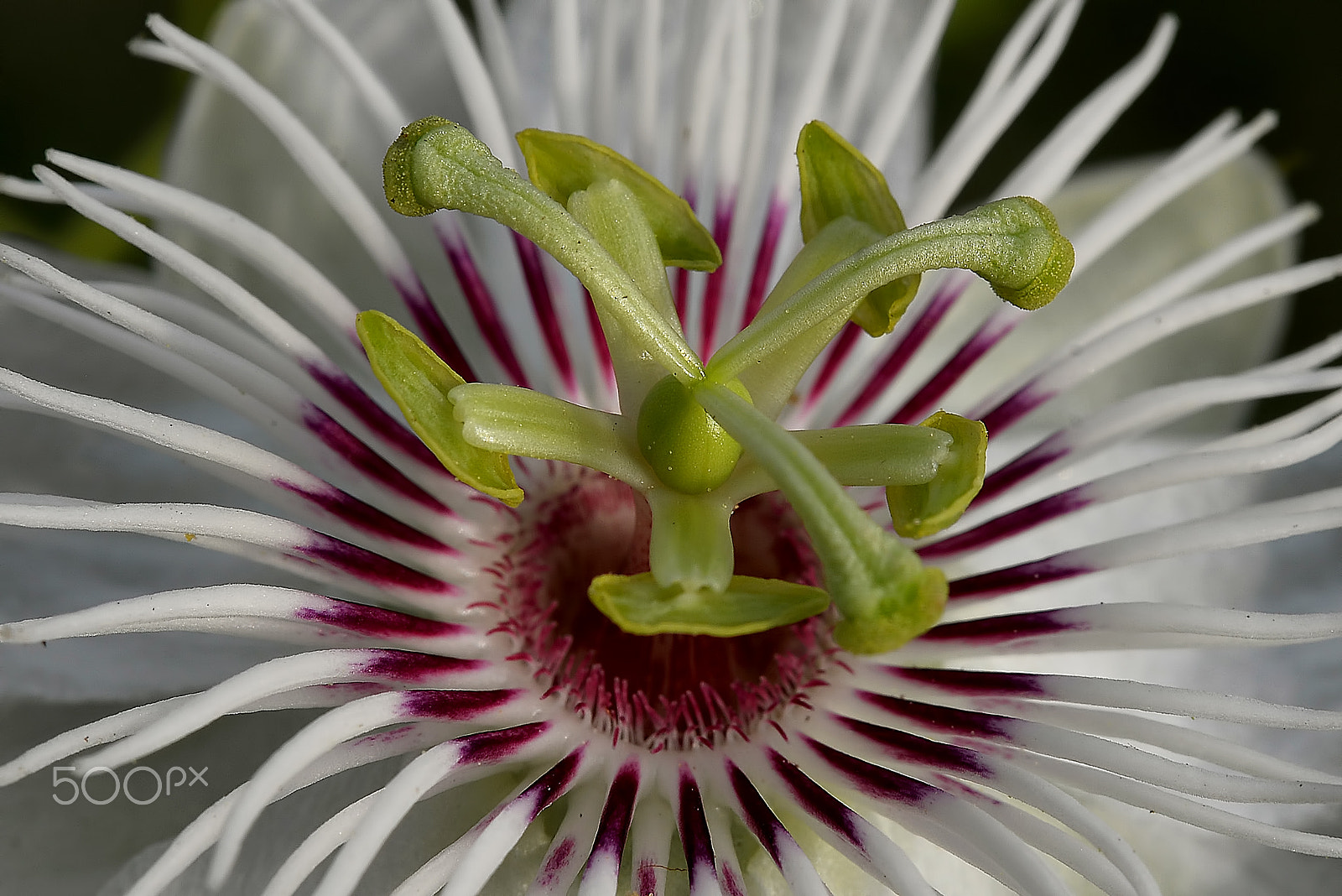 Nikon AF-S Micro-Nikkor 60mm F2.8G ED sample photo. Passion fruit flower.... photography
