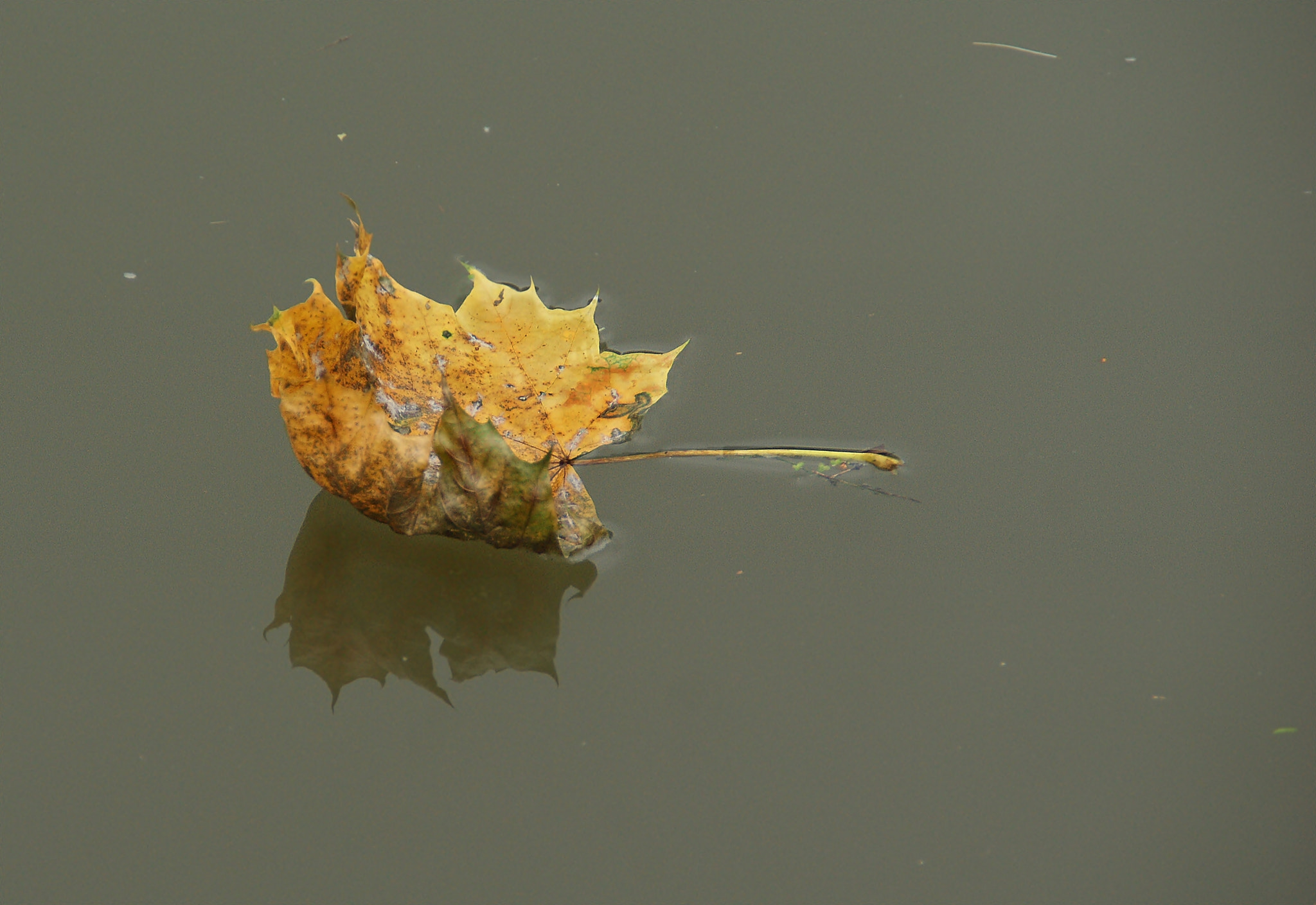 Sony Alpha DSLR-A290 sample photo. Lonely sailing photography