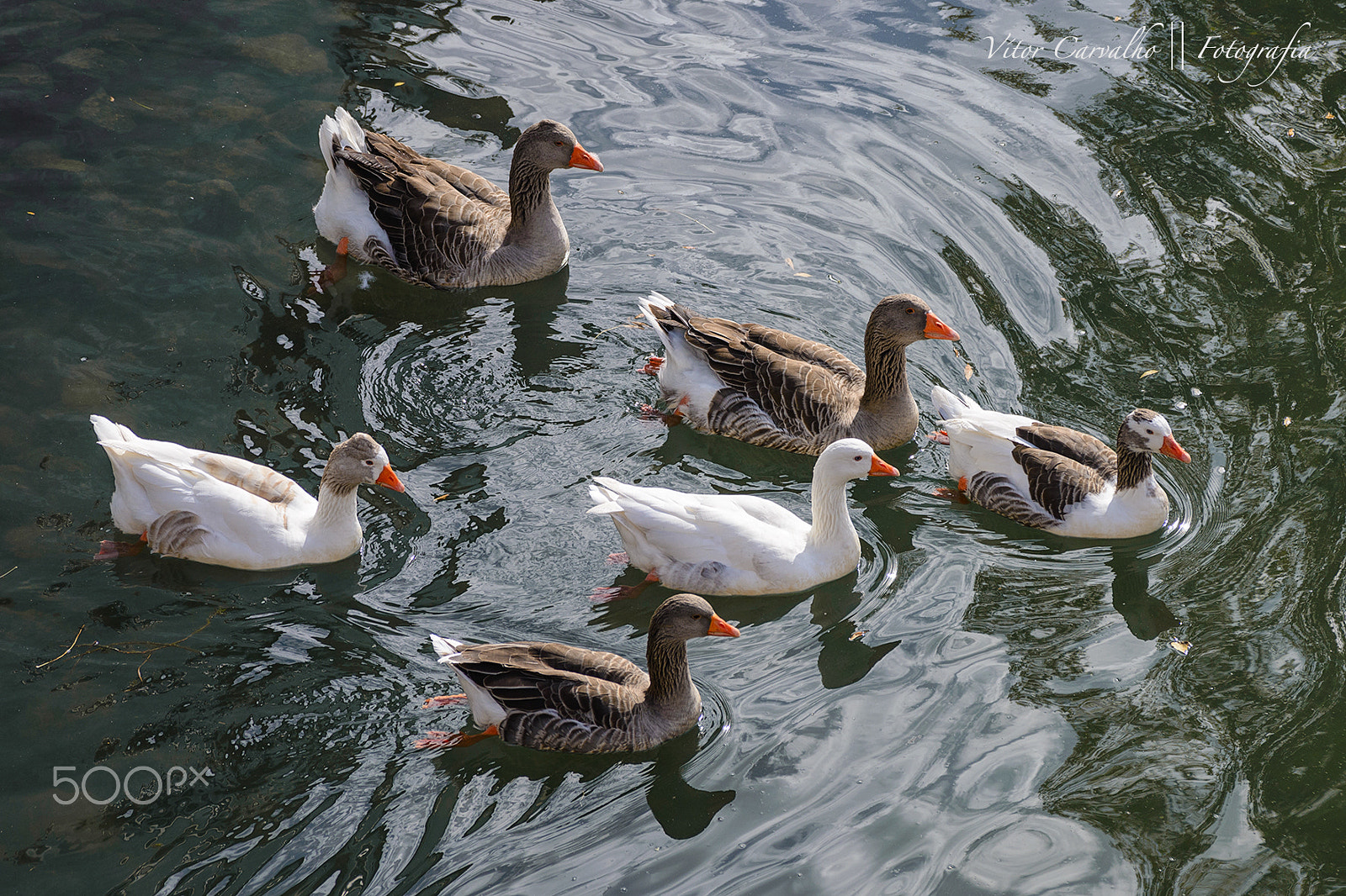 AF Zoom-Nikkor 28-105mm f/3.5-4.5D IF sample photo. Patos photography