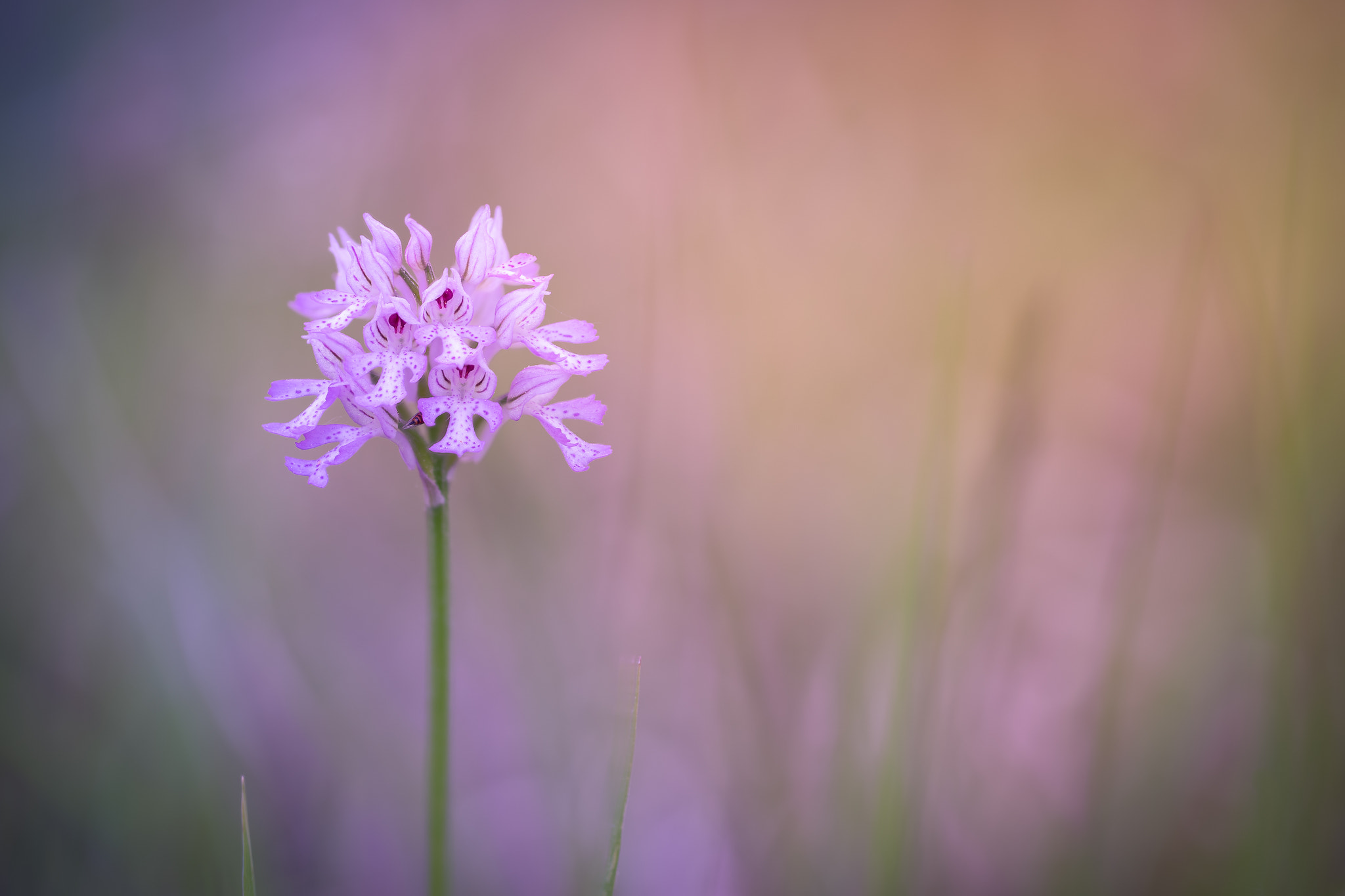 100mm F2.8 G SSM OSS sample photo. Lichtblick photography