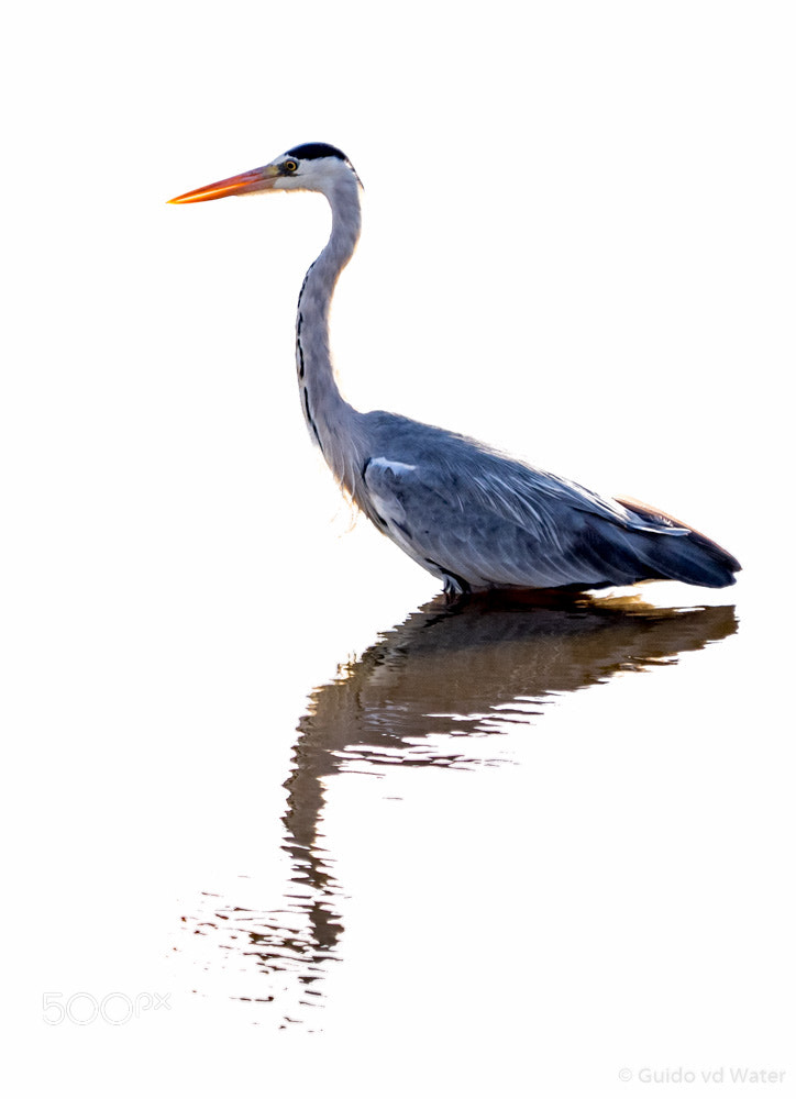 Olympus OM-D E-M1 sample photo. Highkeyheron photography