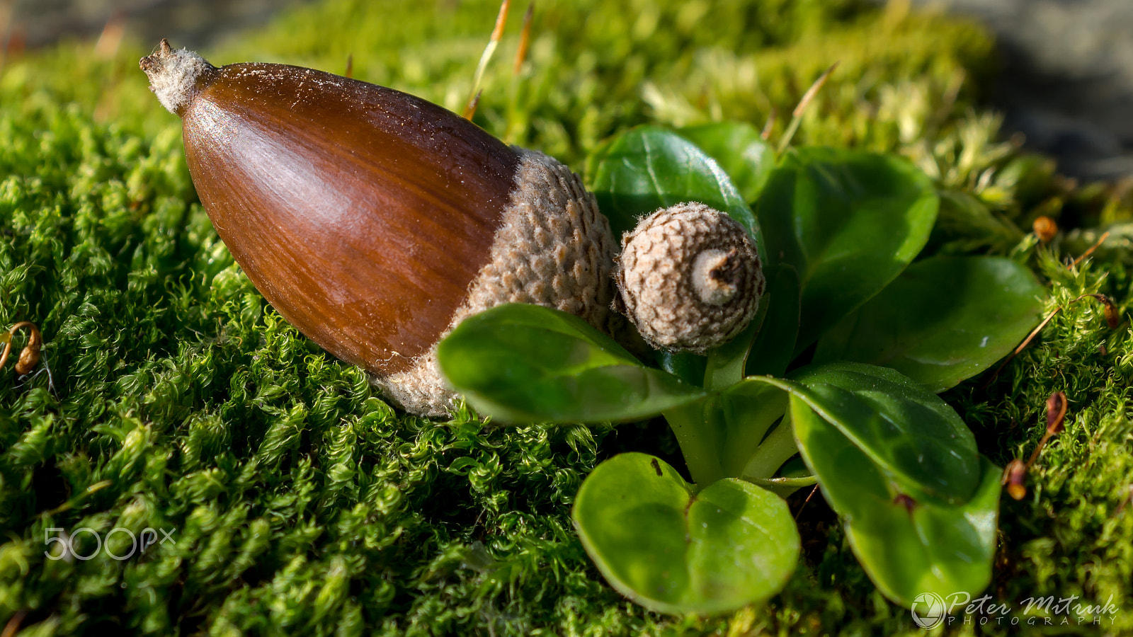 AF Zoom-Nikkor 28-85mm f/3.5-4.5 sample photo. Acorn & moss photography