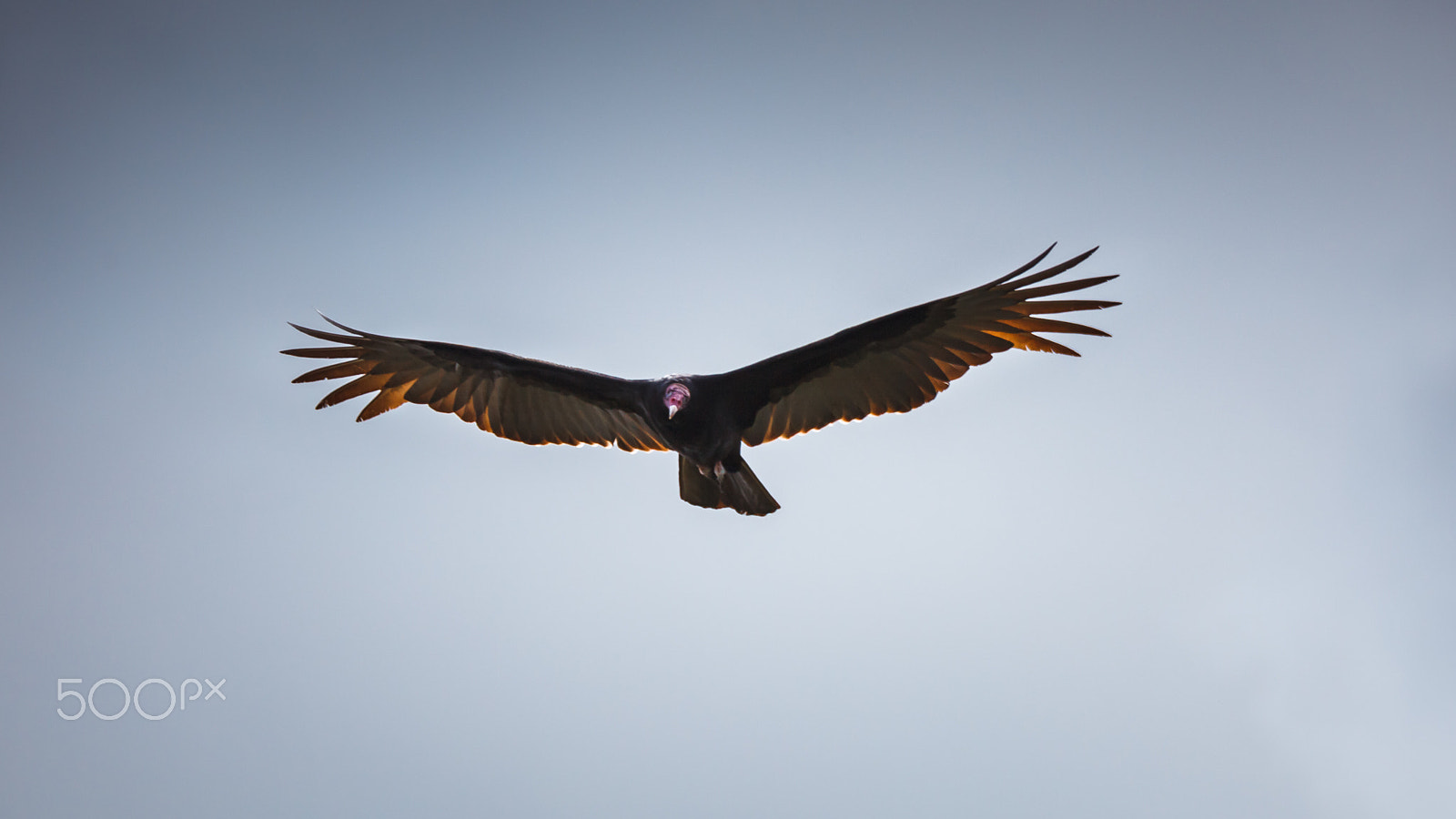 Canon EF 70-200mm F2.8L IS II USM sample photo. Flying over photography