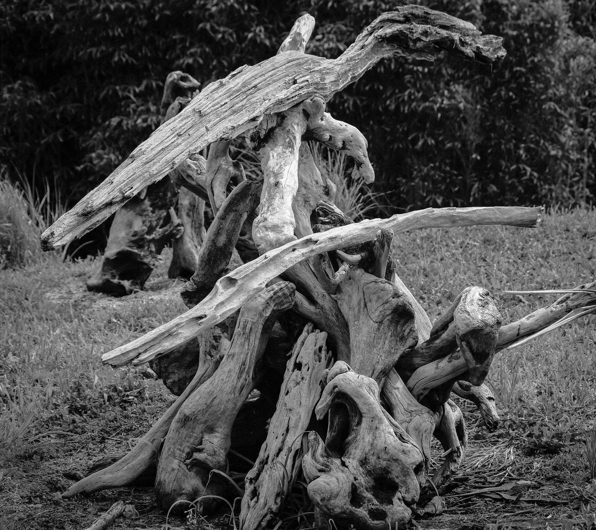 Canon EF-S 55-250mm F4-5.6 IS II sample photo. Driftwood sculpture art photography
