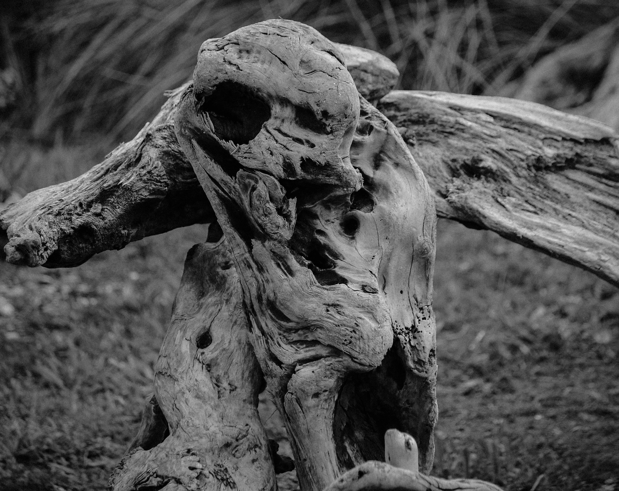 Canon EF-S 55-250mm F4-5.6 IS II sample photo. Driftwood sculpture art photography