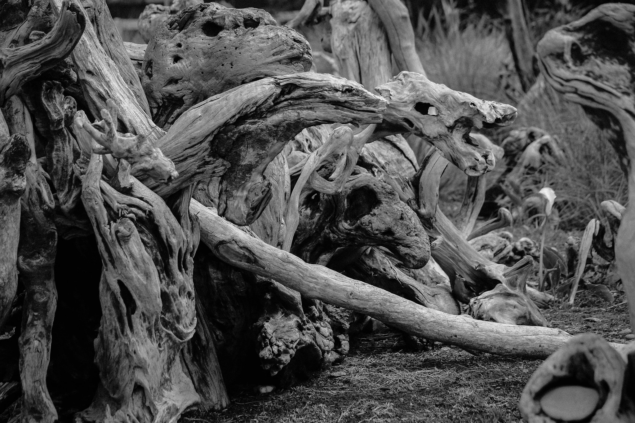 Canon EF-S 55-250mm F4-5.6 IS II sample photo. Driftwood sculpture art photography