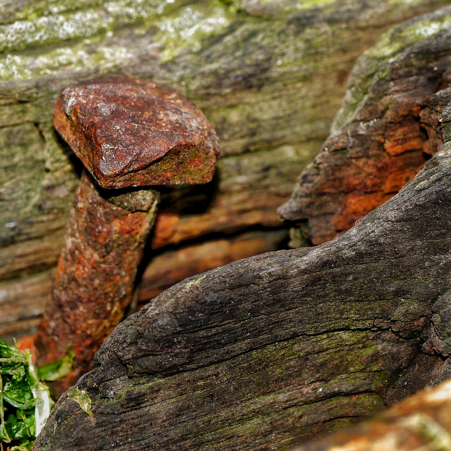 Panasonic Lumix DMC-G5 sample photo. Rusty. the redundant nail. photography