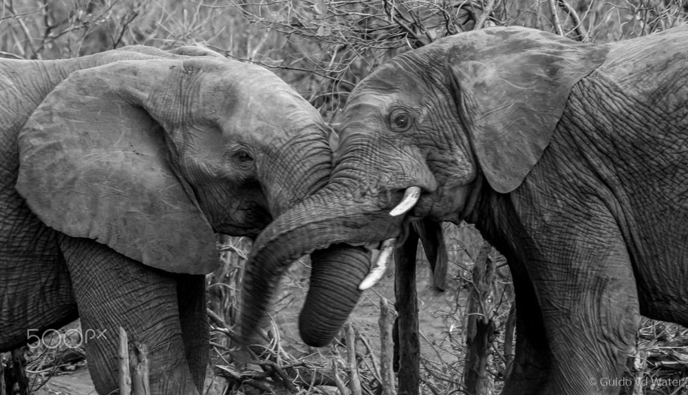 Olympus OM-D E-M1 sample photo. Fighting elephants photography