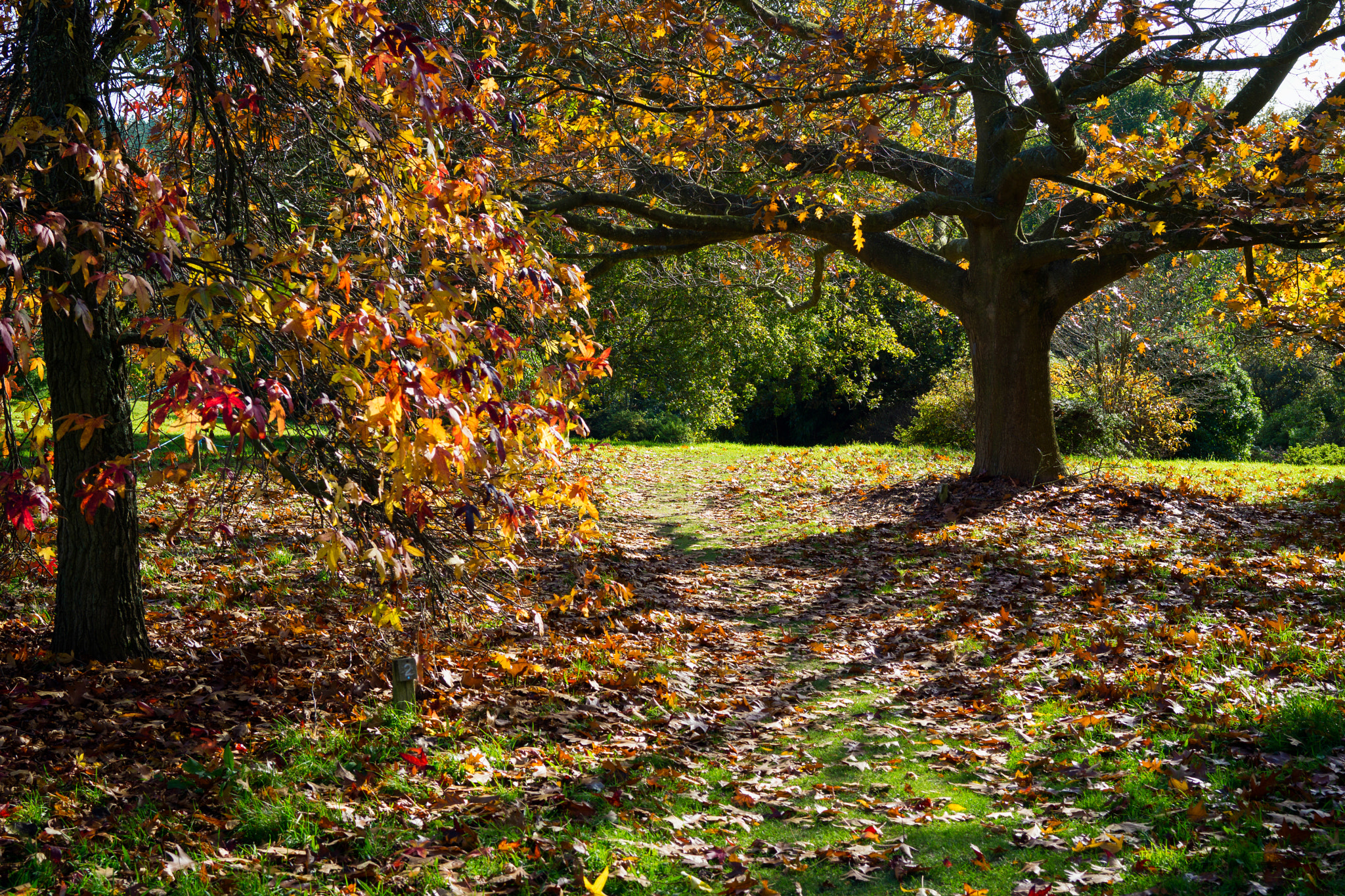 Sony Sonnar T* FE 35mm F2.8 ZA sample photo. Autumnal colours in a sussex garden photography