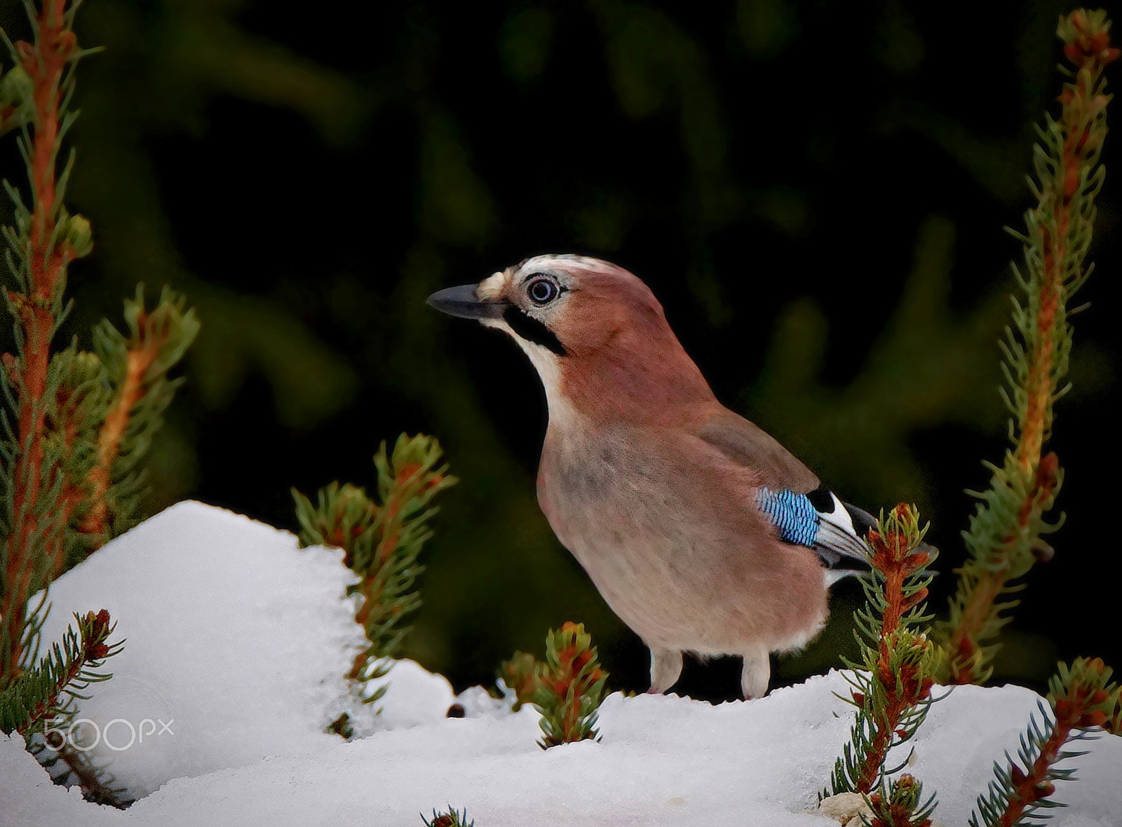 Sony ILCA-77M2 + Tamron SP 150-600mm F5-6.3 Di VC USD sample photo. Sojka na prvnim snehu photography