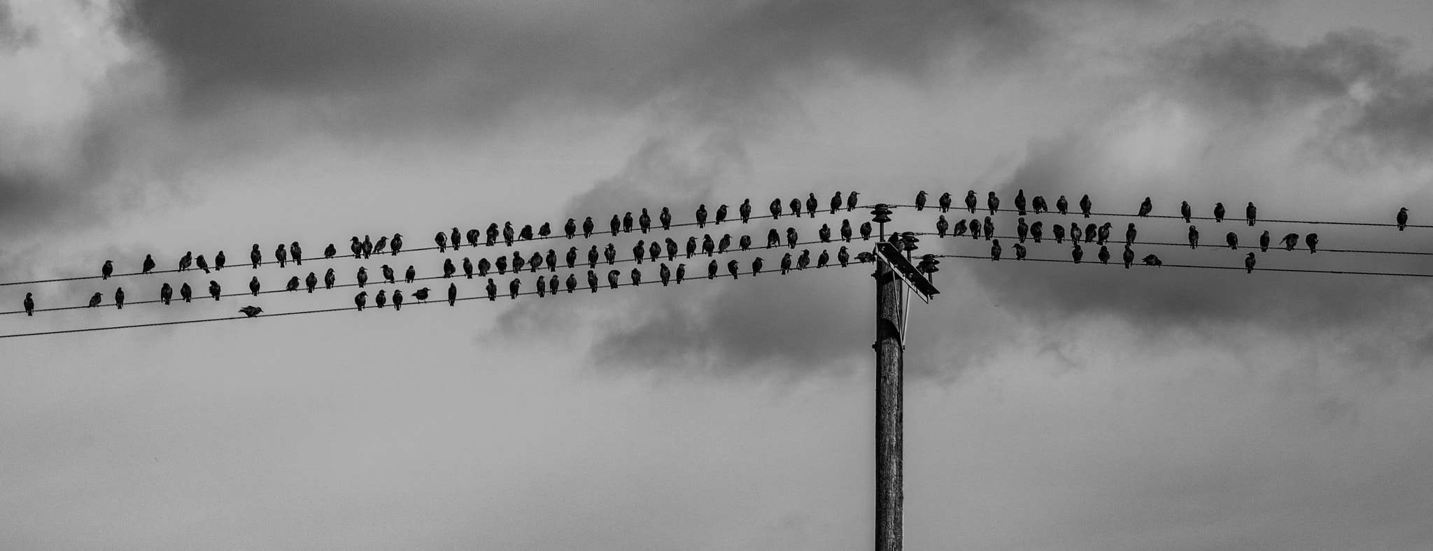 Pentax K-3 II sample photo. Birds on wires photography