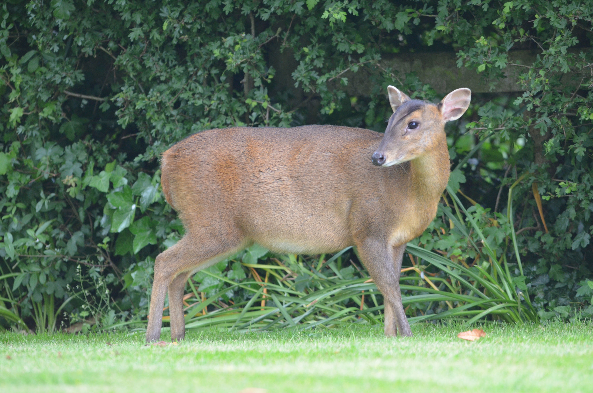 Sigma 150-500mm F5-6.3 DG OS HSM sample photo. Muntjac  photography