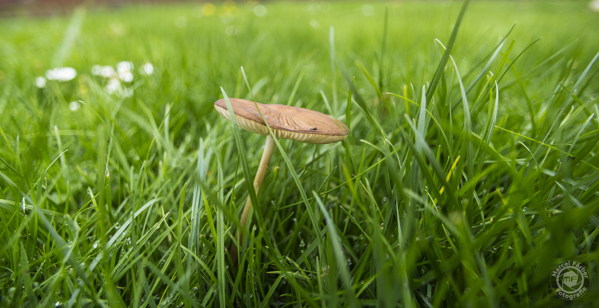 Canon EOS 6D sample photo. Mushroom photography