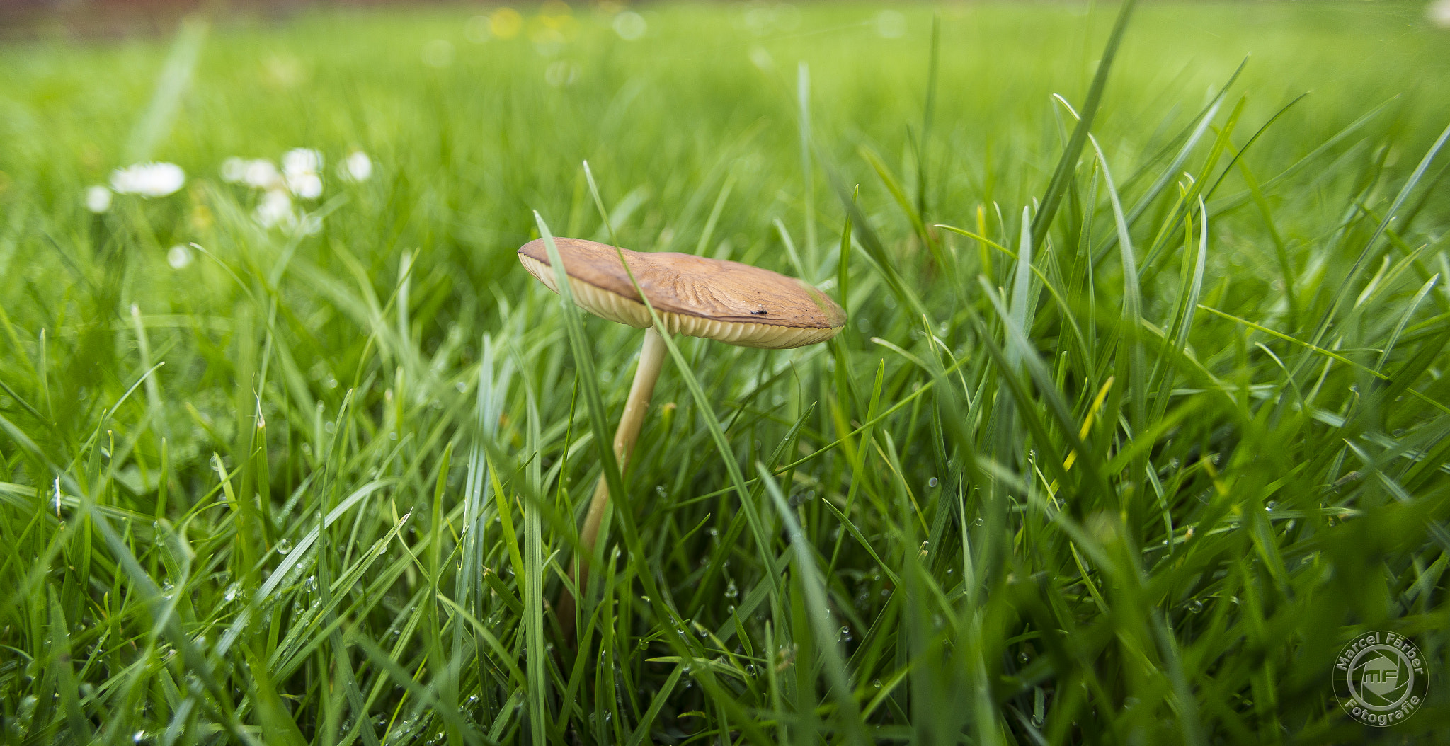 Canon EF 14mm F2.8L USM sample photo. Mushroom photography