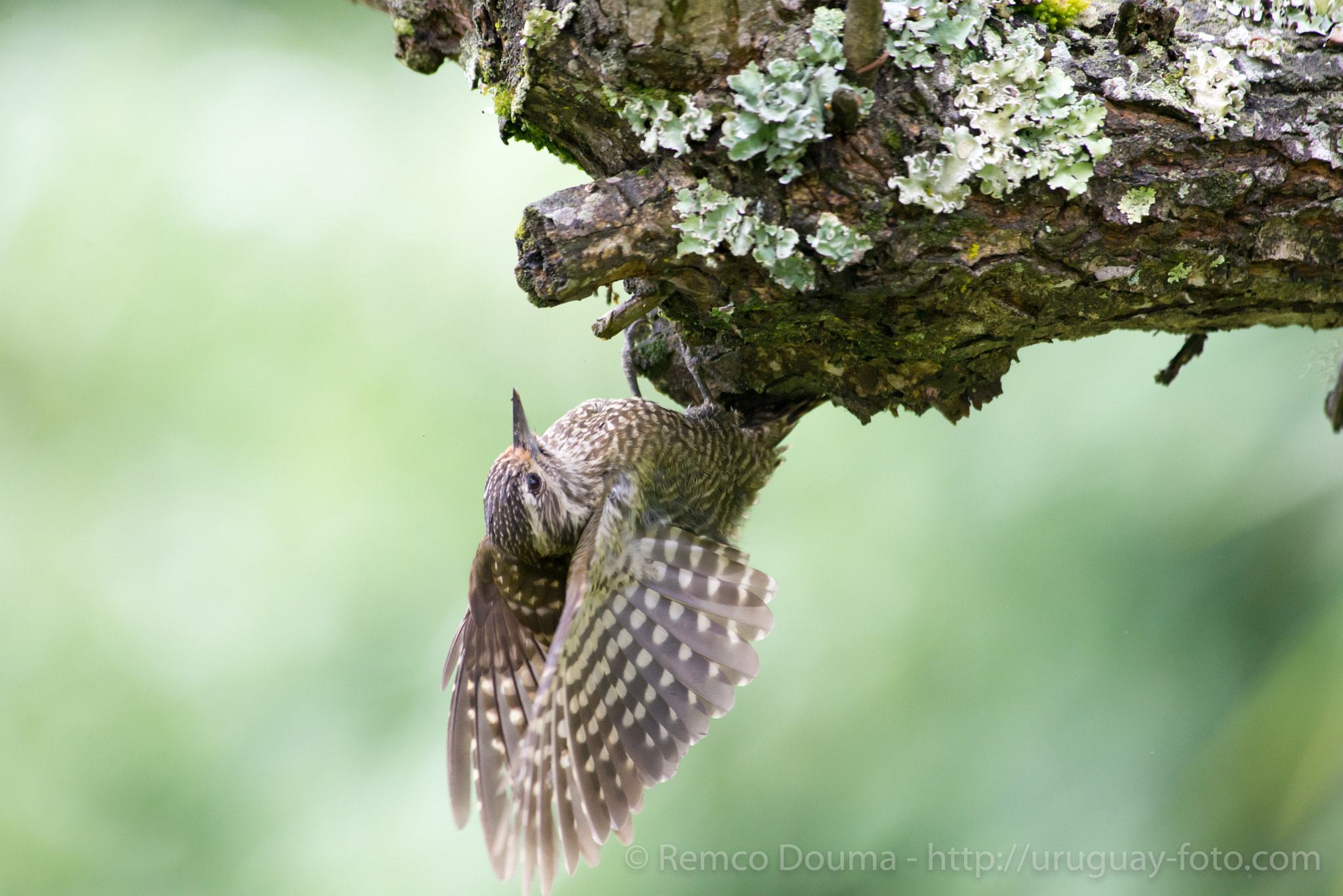 Nikon AF-S Nikkor 300mm F2.8G ED VR II sample photo. White-spotted woodpecker photography