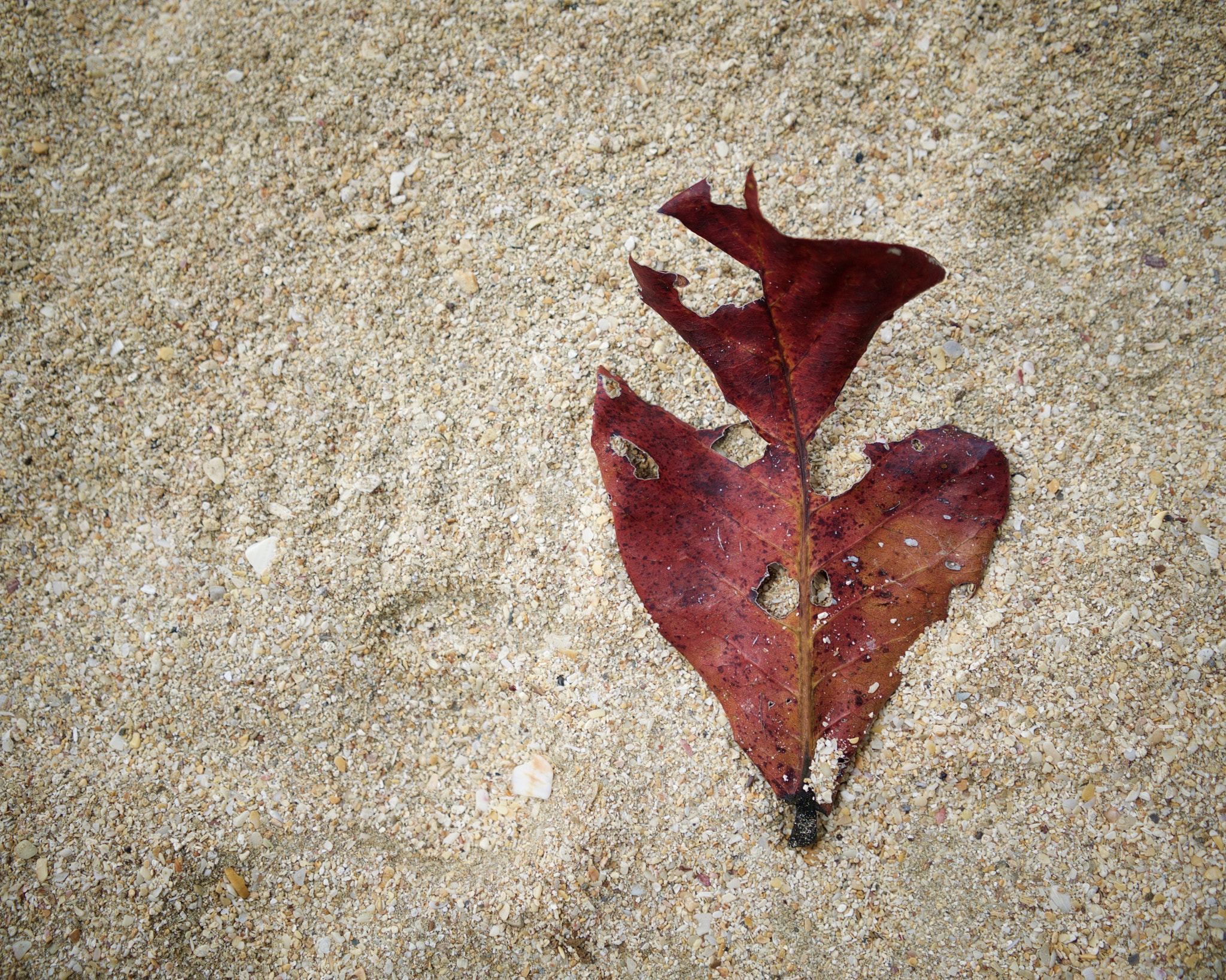 Sony a7S sample photo. And in those tortured leaves, i continue to look l ... photography