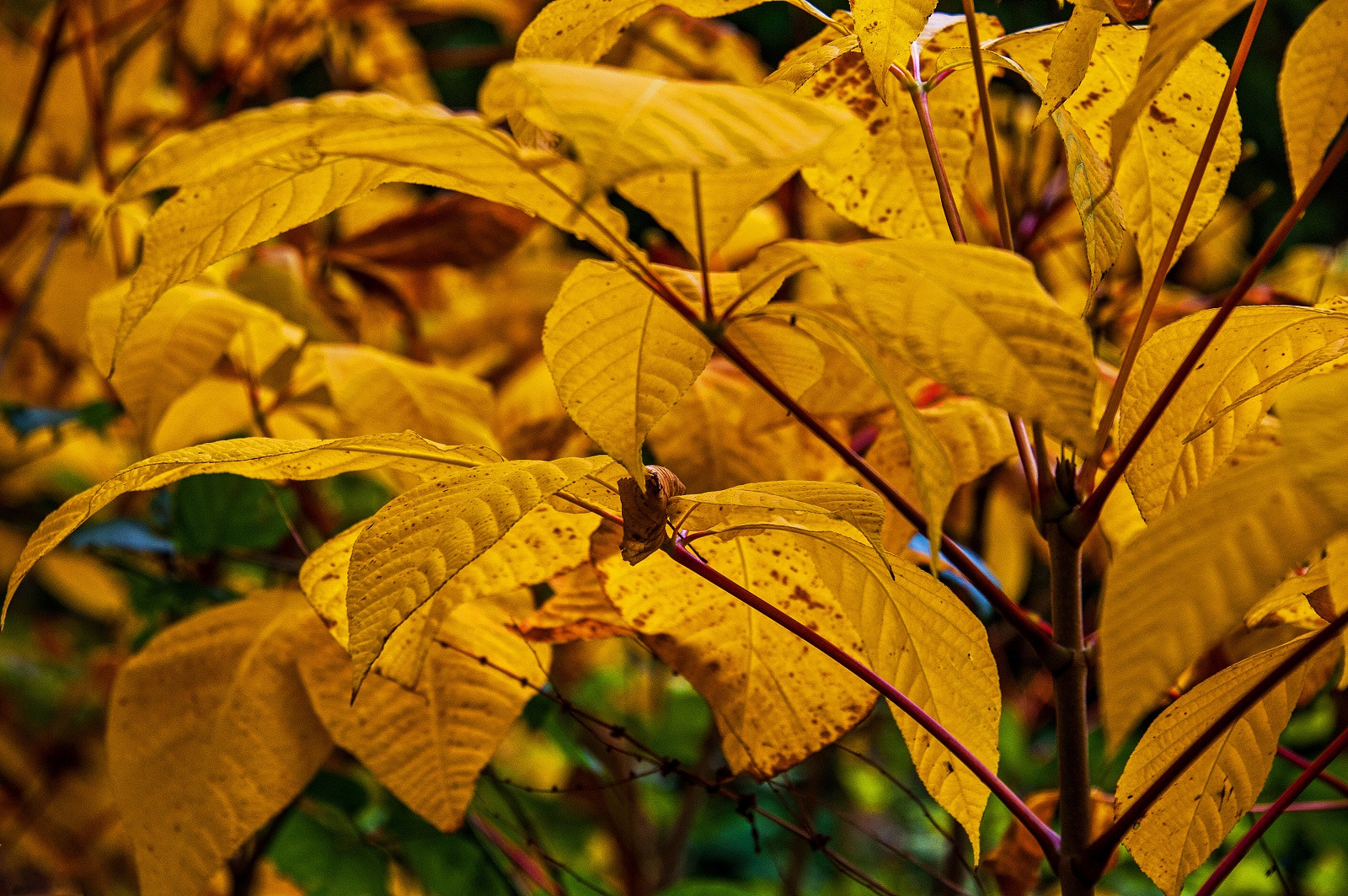 Nikon D3 sample photo. Golden brown photography