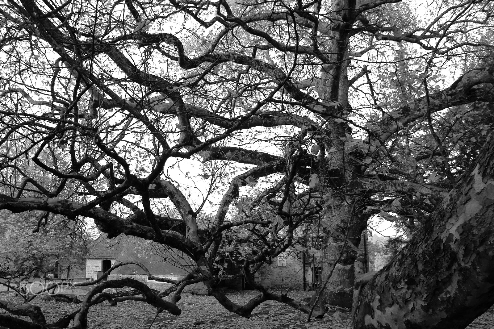 Sigma 17-70mm F2.8-4 DC Macro OS HSM sample photo. Branches photography