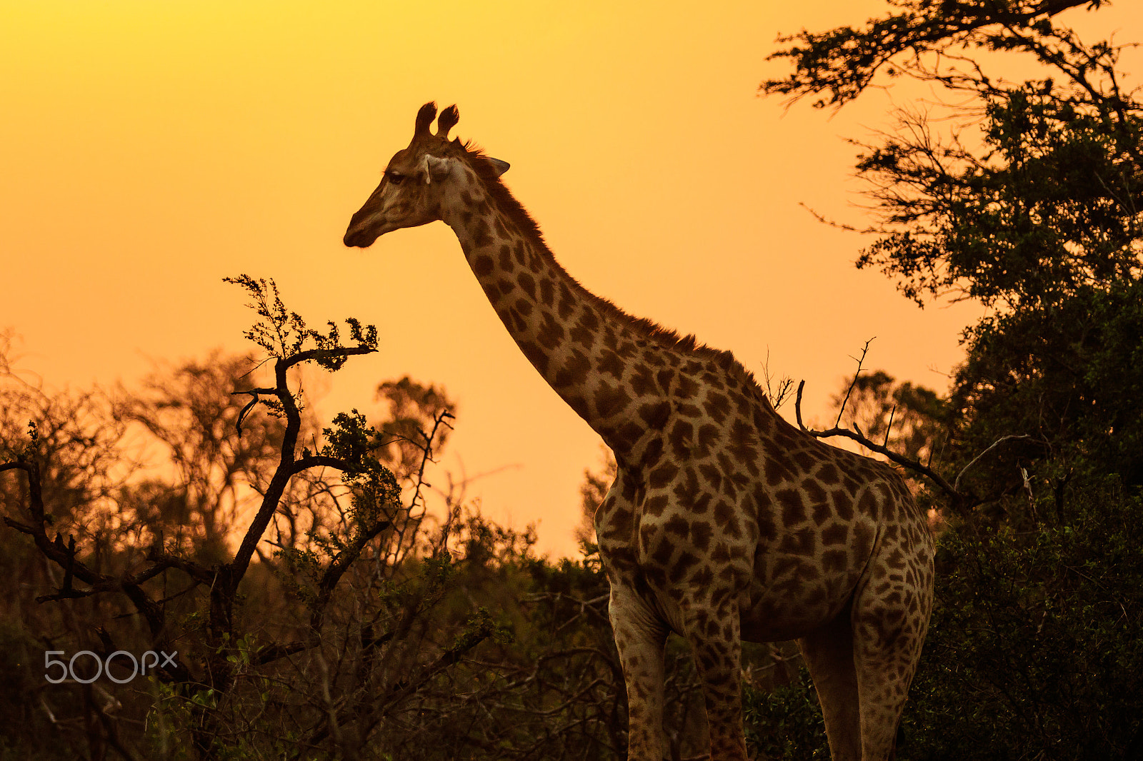 Canon EF 70-200mm F2.8L IS II USM sample photo. South africa 2016 photography