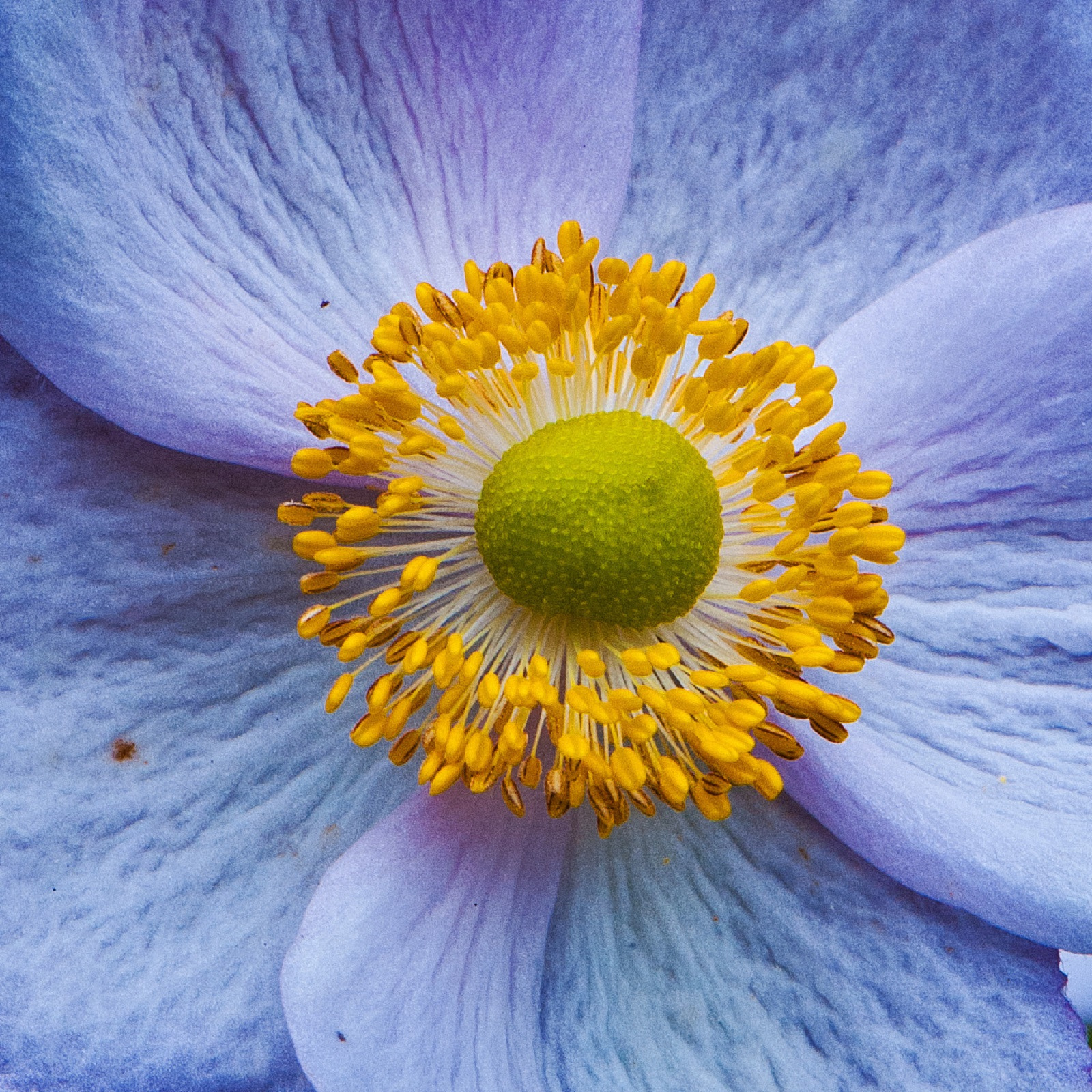 Nikon D3 sample photo. Bee's bullseye photography