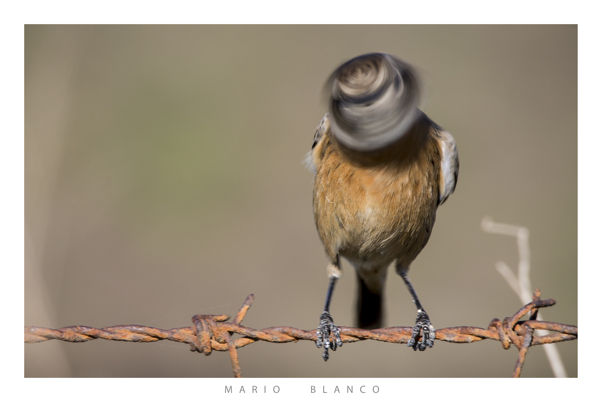 Tamron SP 150-600mm F5-6.3 Di VC USD sample photo. Twister stonechat photography