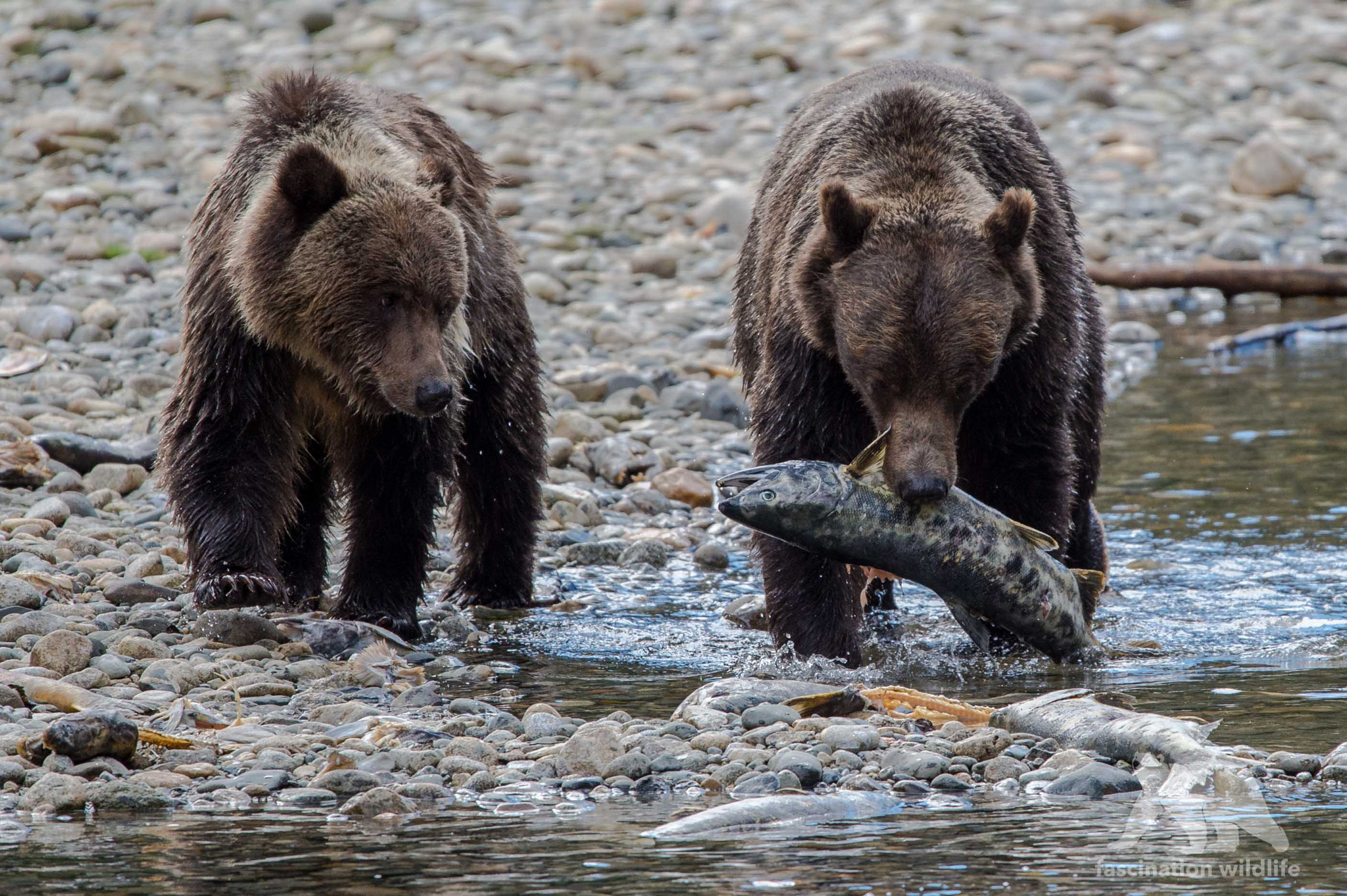Nikon D4S sample photo. Grizzly bear & cub photography