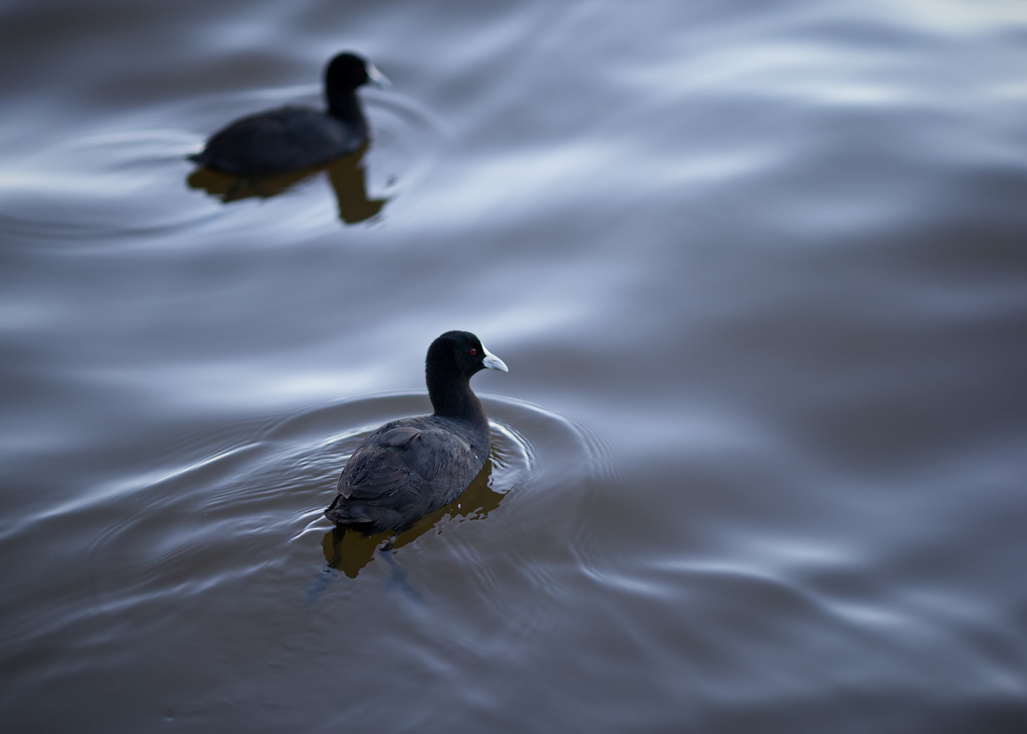 Canon EOS-1D C + Canon EF 135mm F2L USM sample photo. The coot photography