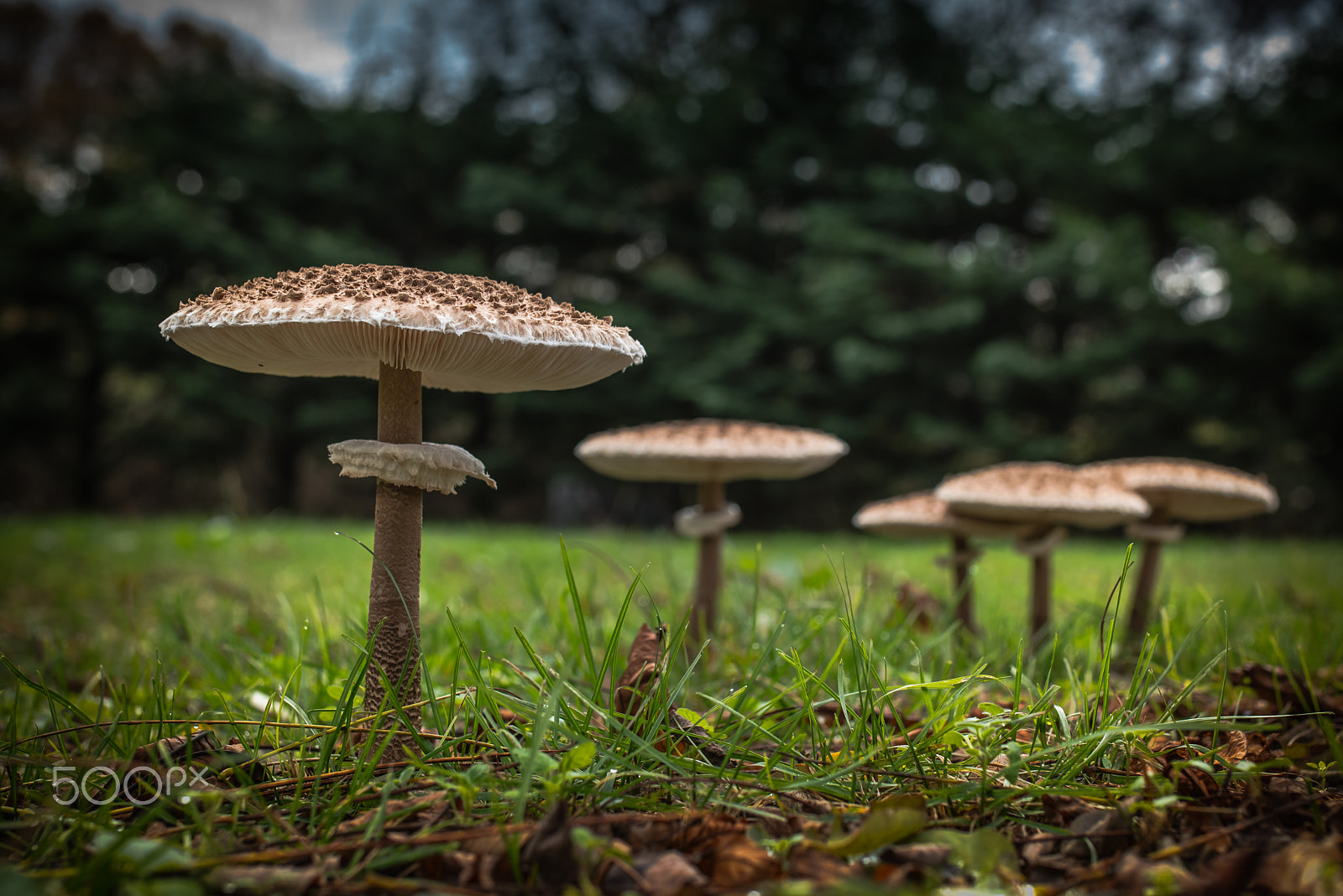 Nikon D5500 sample photo. Parasol mushroom photography