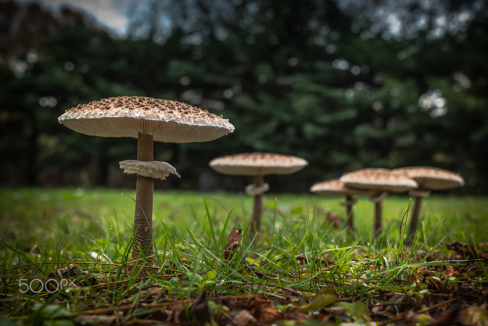 Sigma 35mm F1.4 DG HSM Art sample photo. Parasol mushroom photography