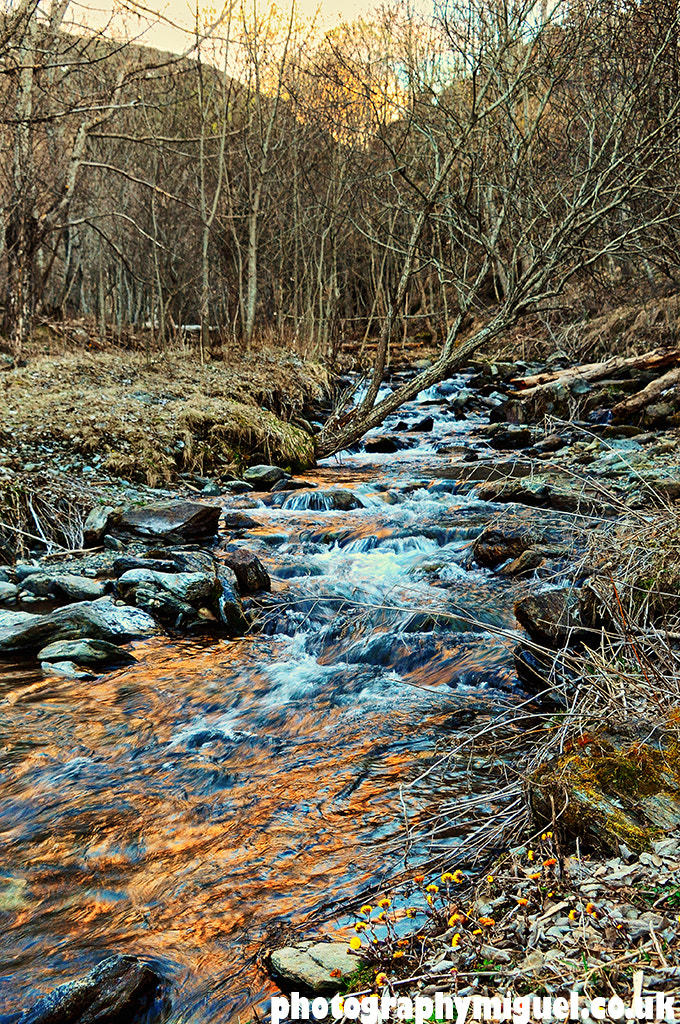 Nikon D300 sample photo. Ribera d'err at sunset. err forest, pyrénées-orien photography