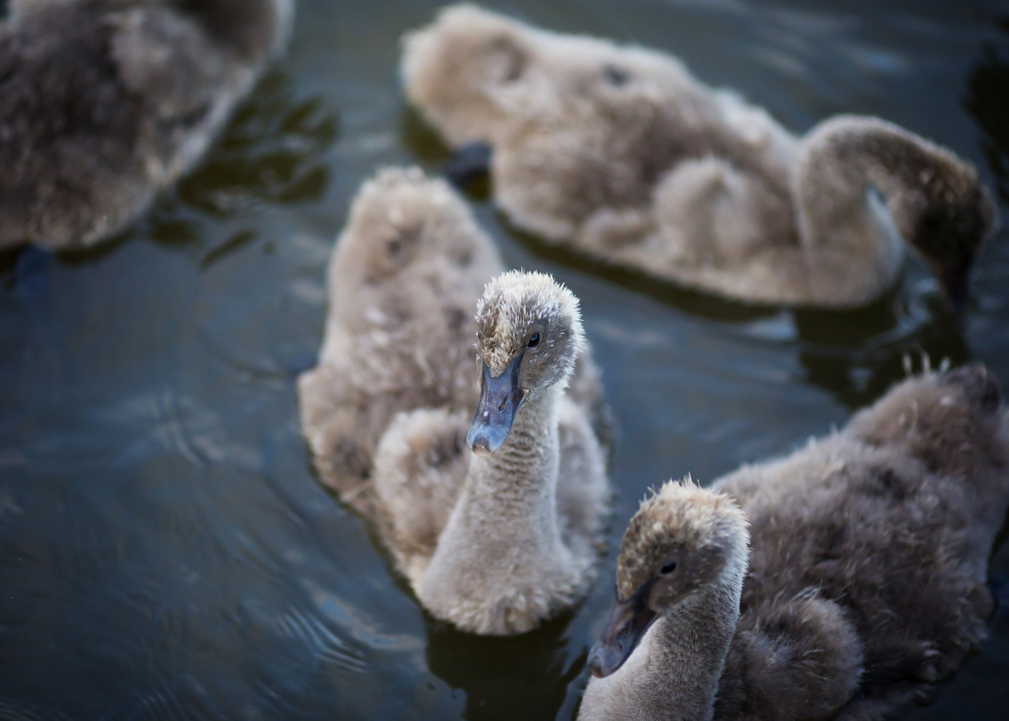 Canon EOS-1D C + Canon EF 135mm F2L USM sample photo. Black swan cygnet photography