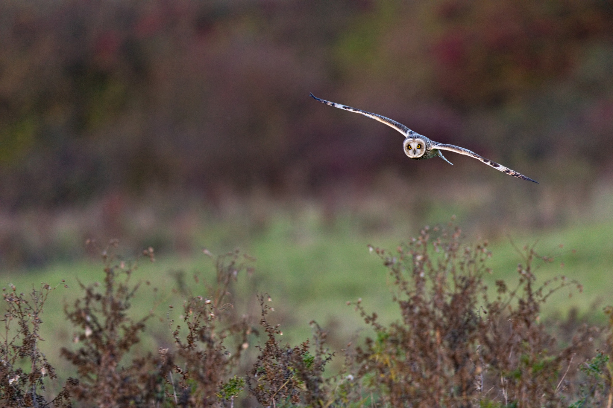 Canon EF 500mm F4L IS II USM sample photo. Short-eared owl incomming photography
