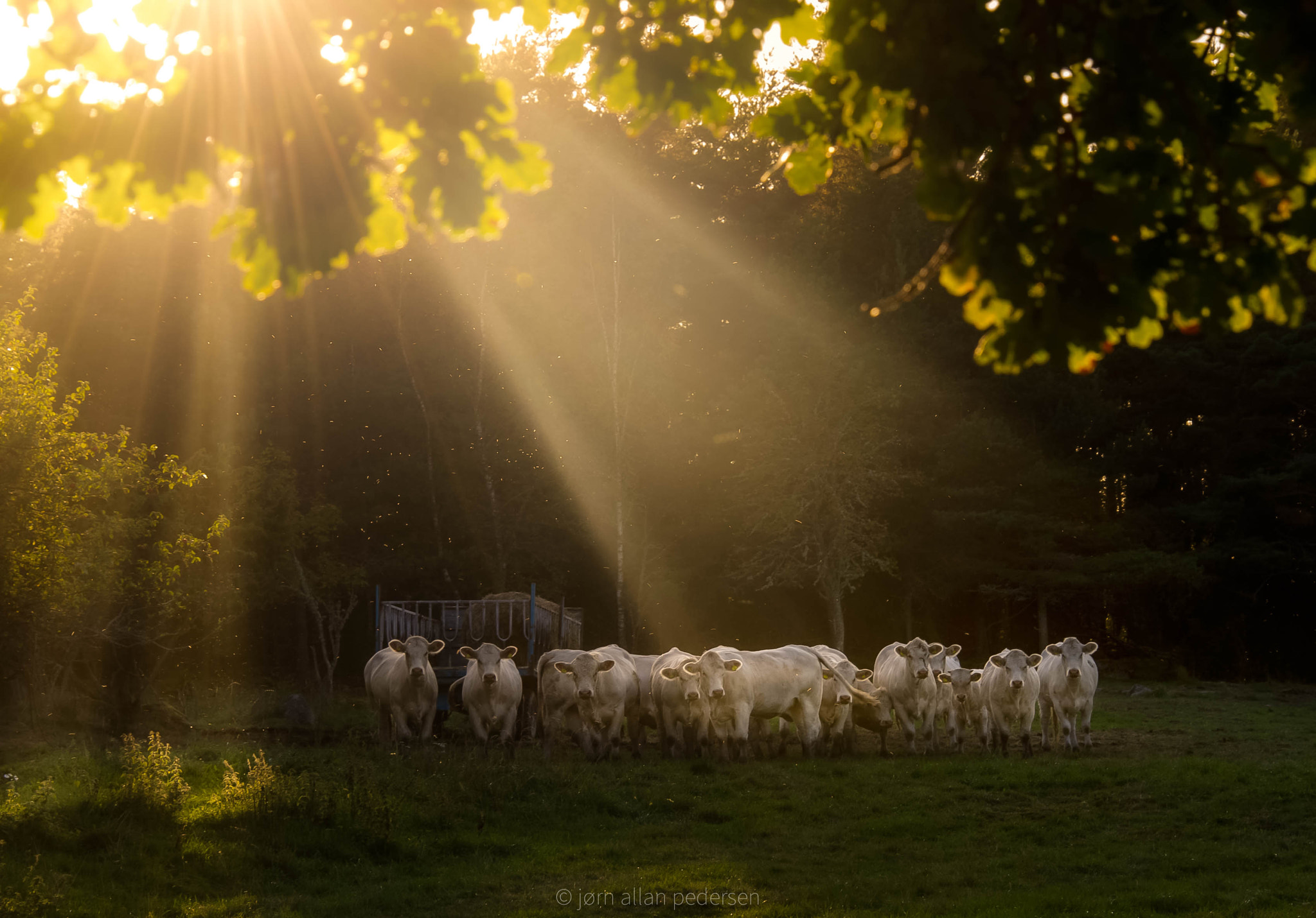 Nikon D3S sample photo. Holy cow ! photography