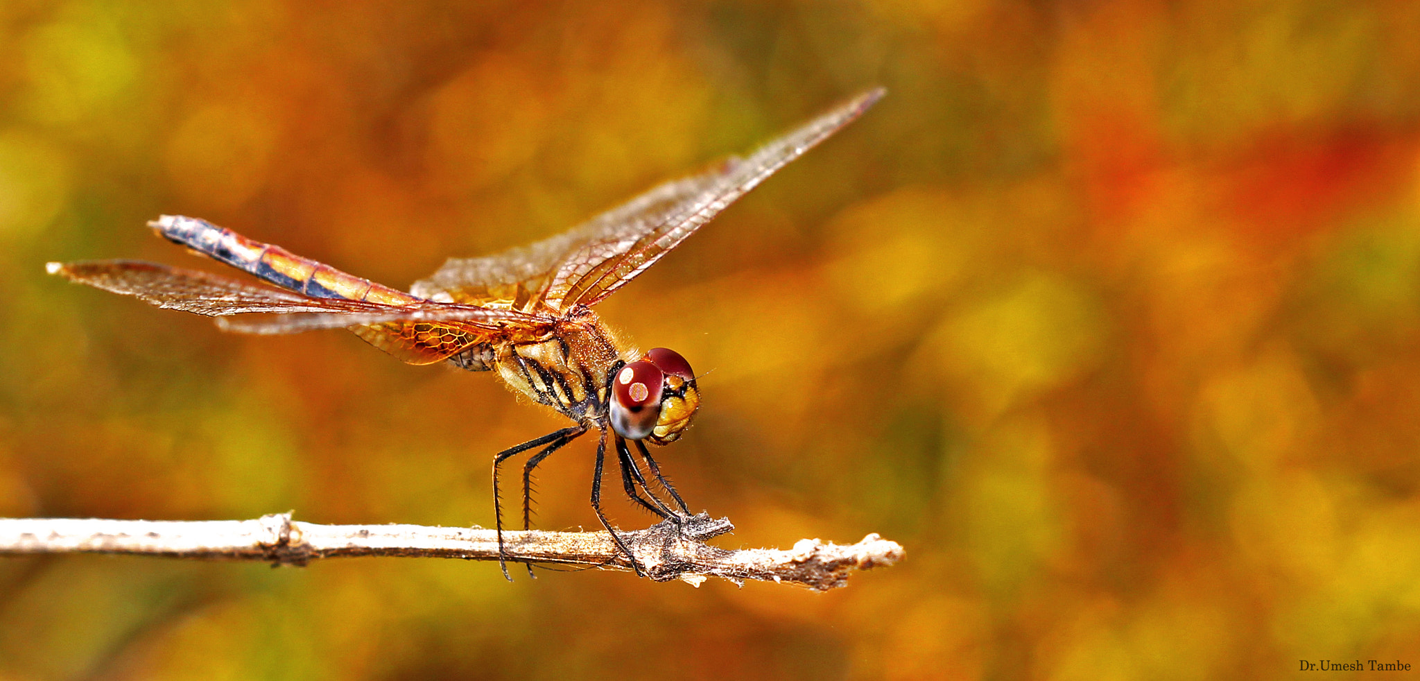 Canon EOS 1300D (EOS Rebel T6 / EOS Kiss X80) sample photo. Ready to take off.. photography
