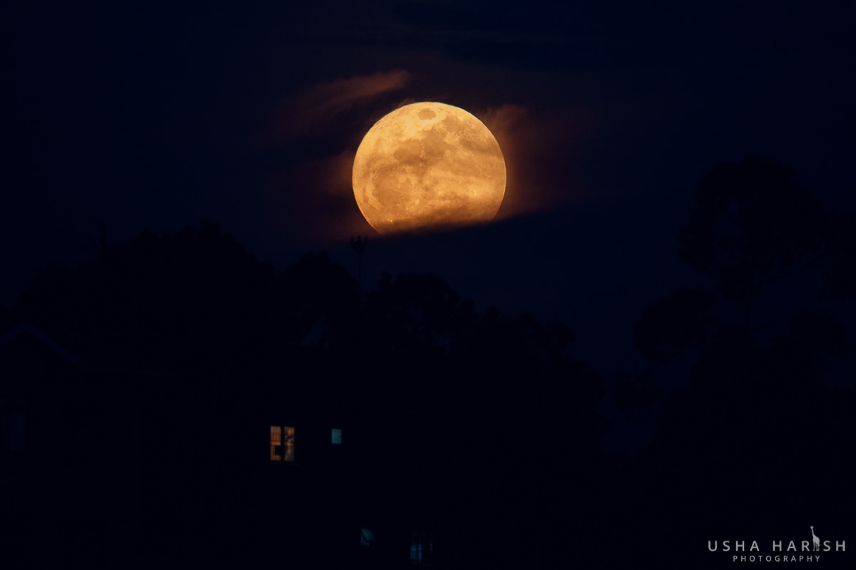 Canon EF 500mm F4L IS II USM sample photo. Super moon photography
