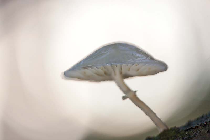 Canon EF 180mm F3.5L Macro USM sample photo. White porcelain fungus photography