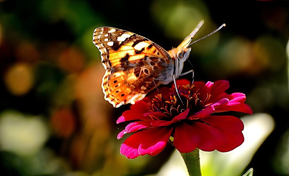 Nikon D7100 sample photo. Les fleurs de jardin 03 photography