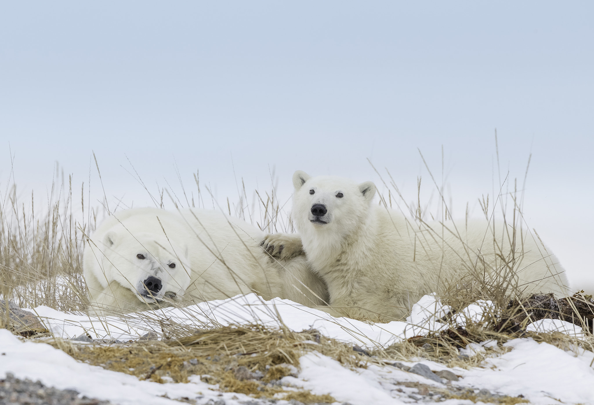 Canon EOS-1D X Mark II sample photo. Mother and cub, hudson bay photography