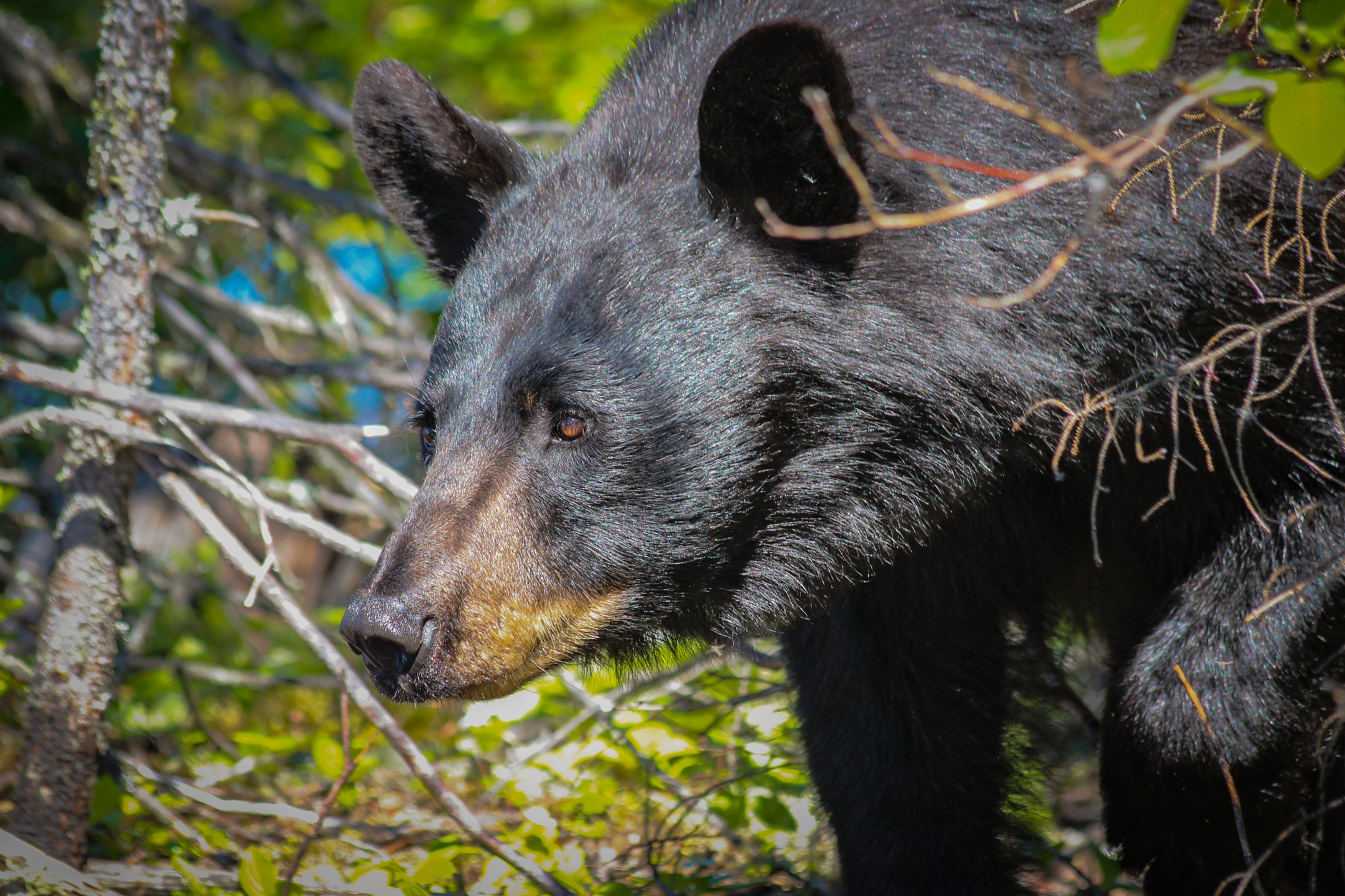 Canon EF 70-300mm F4-5.6 IS USM sample photo. Black bear photography
