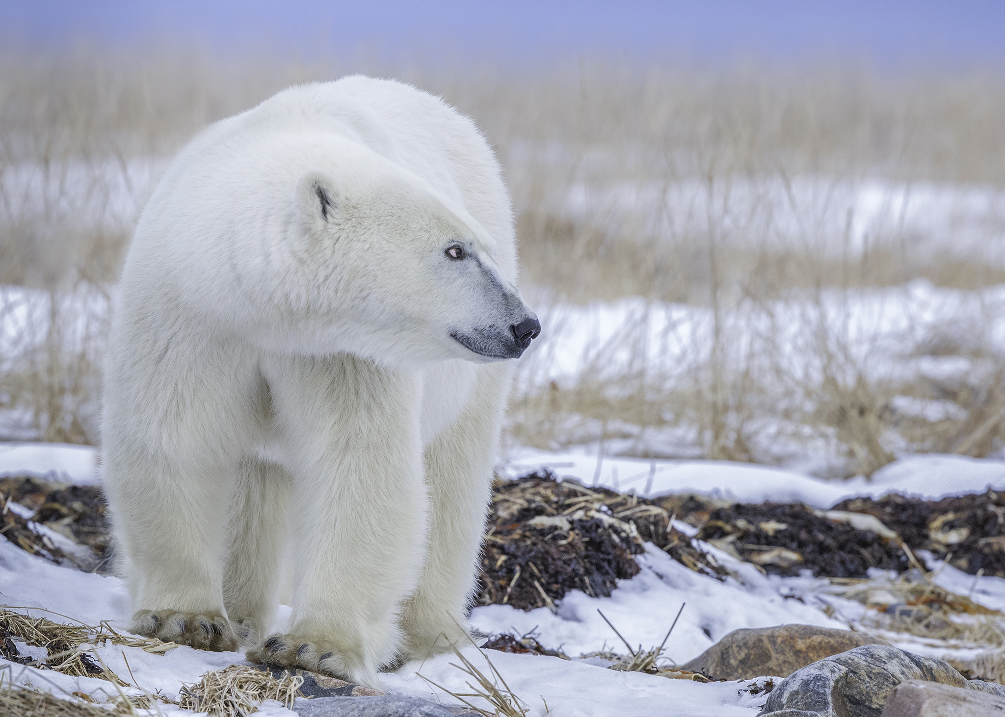 Canon EF 500mm F4L IS II USM sample photo. Polar bear, hudson bay photography