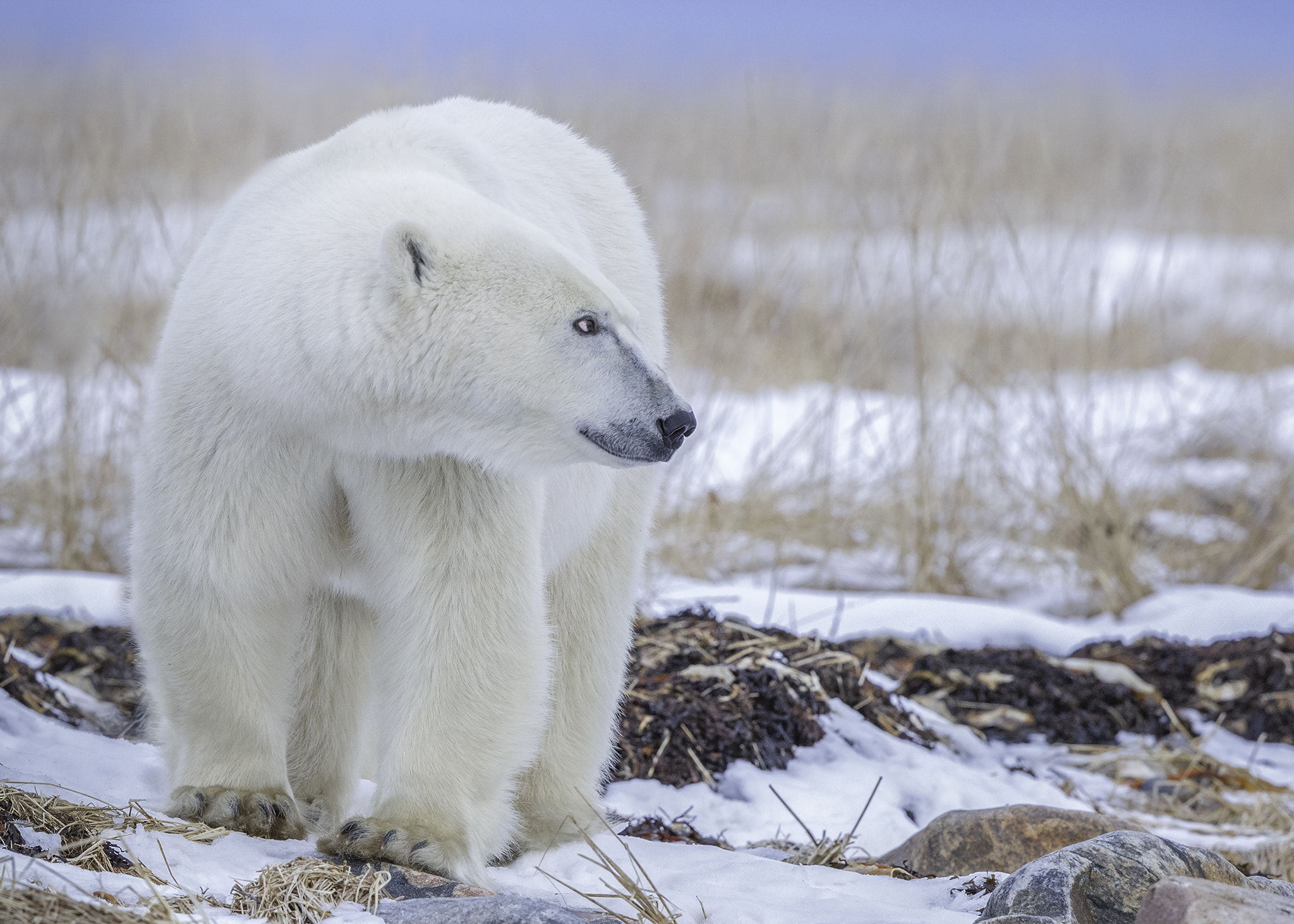 Canon EOS-1D X Mark II sample photo. Polar bear, hudson bay photography