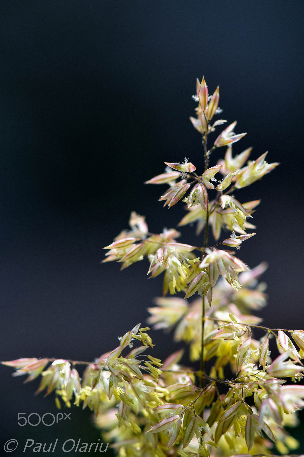 Nikon AF-S Micro-Nikkor 105mm F2.8G IF-ED VR sample photo. Flower photography