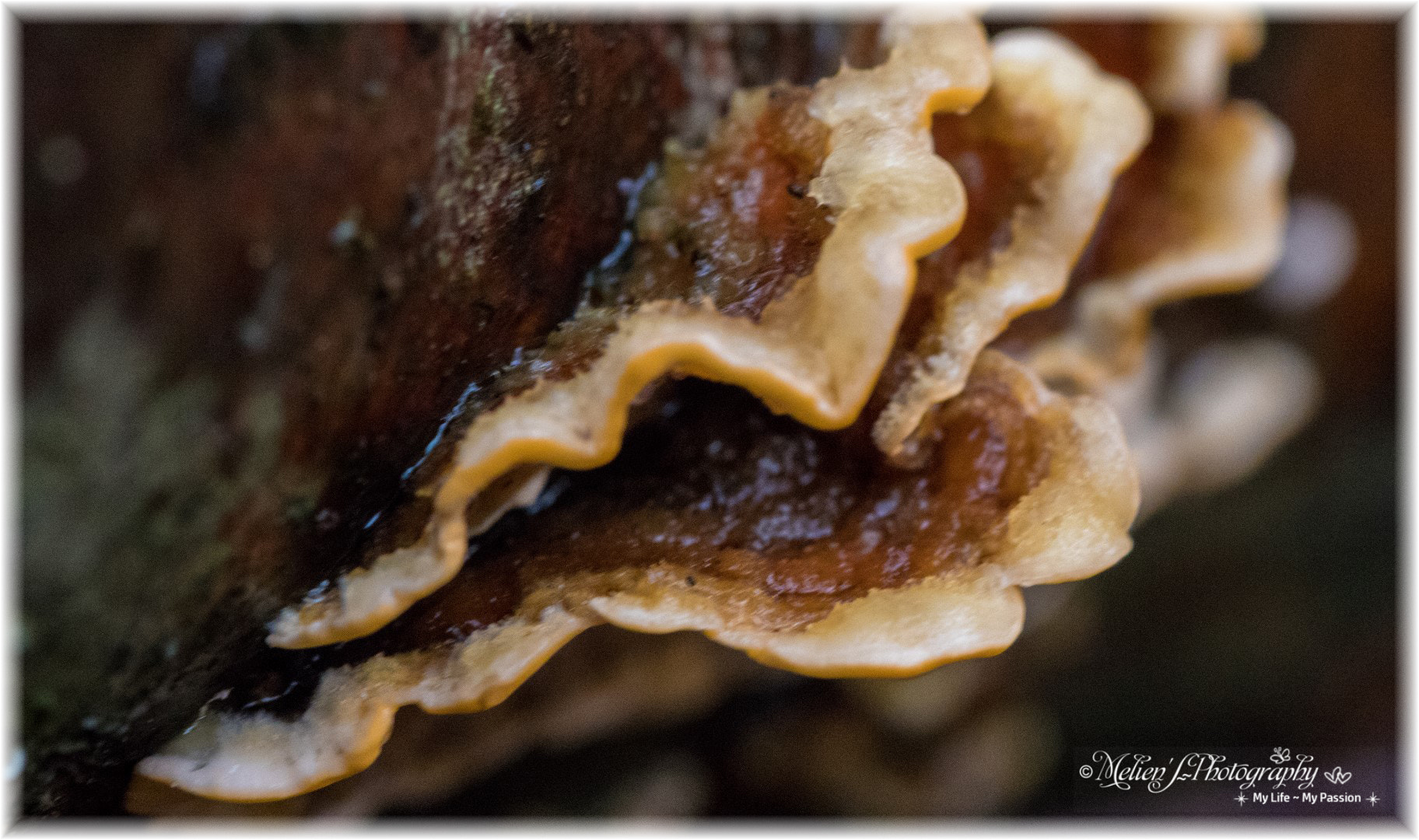 Canon EF 100mm F2.8 Macro USM sample photo. The colors of autumn photography