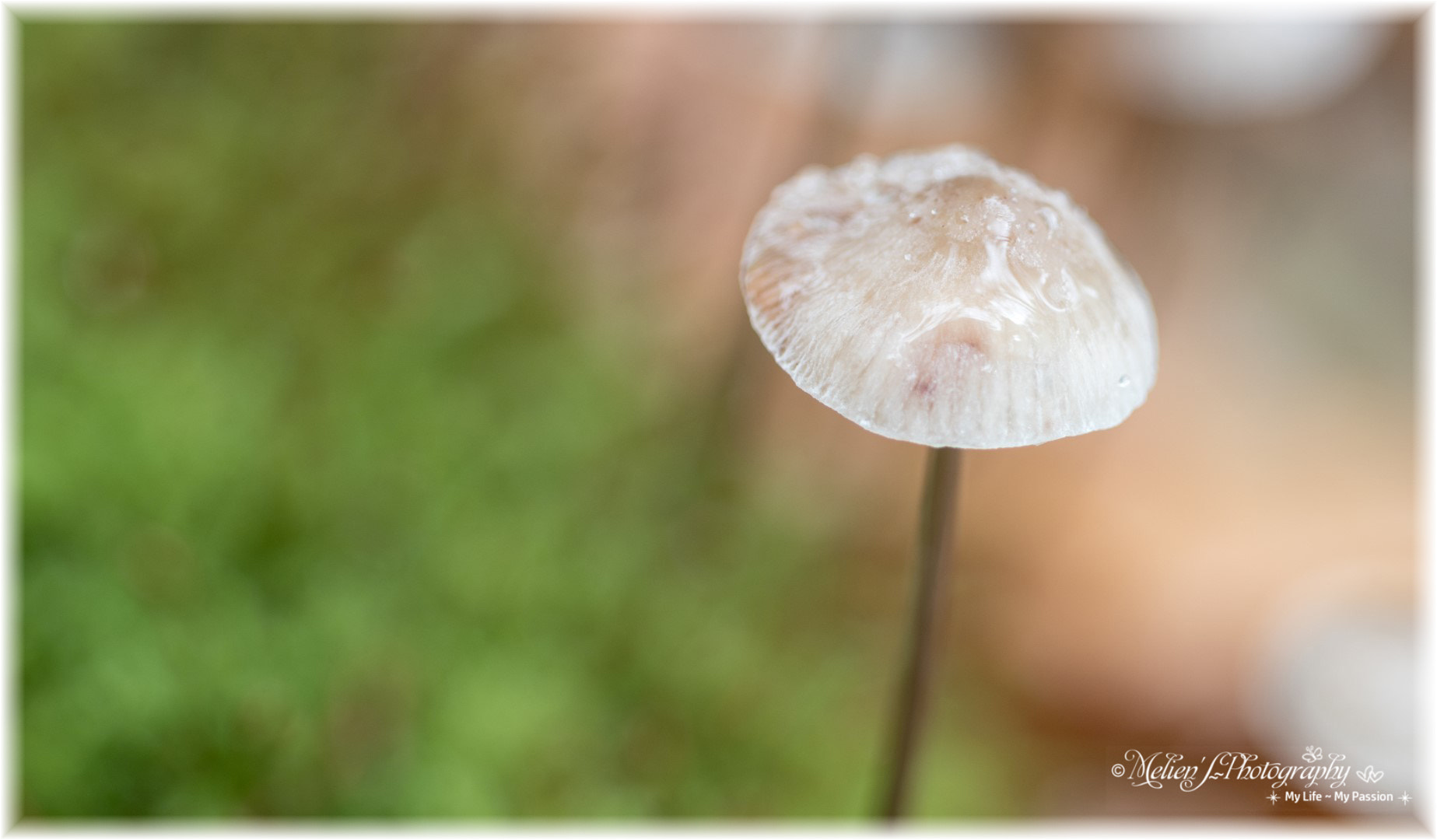 Canon EF 100mm F2.8 Macro USM sample photo. The colors of autumn photography