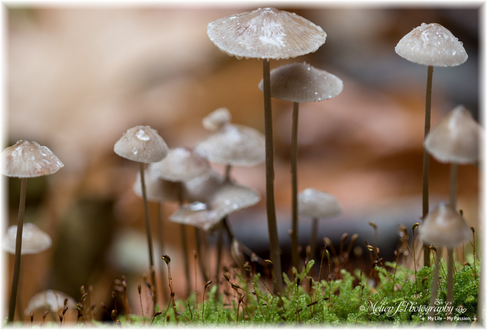 Canon EF 100mm F2.8 Macro USM sample photo. The colors of autumn photography