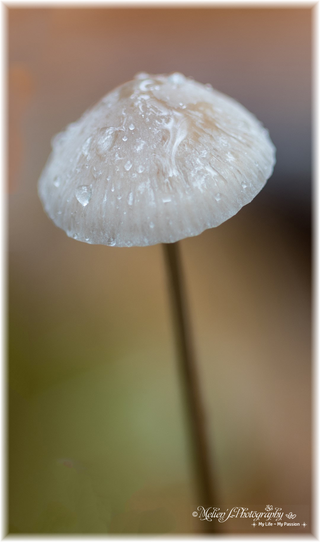 Canon EF 100mm F2.8 Macro USM sample photo. The colors of autumn photography